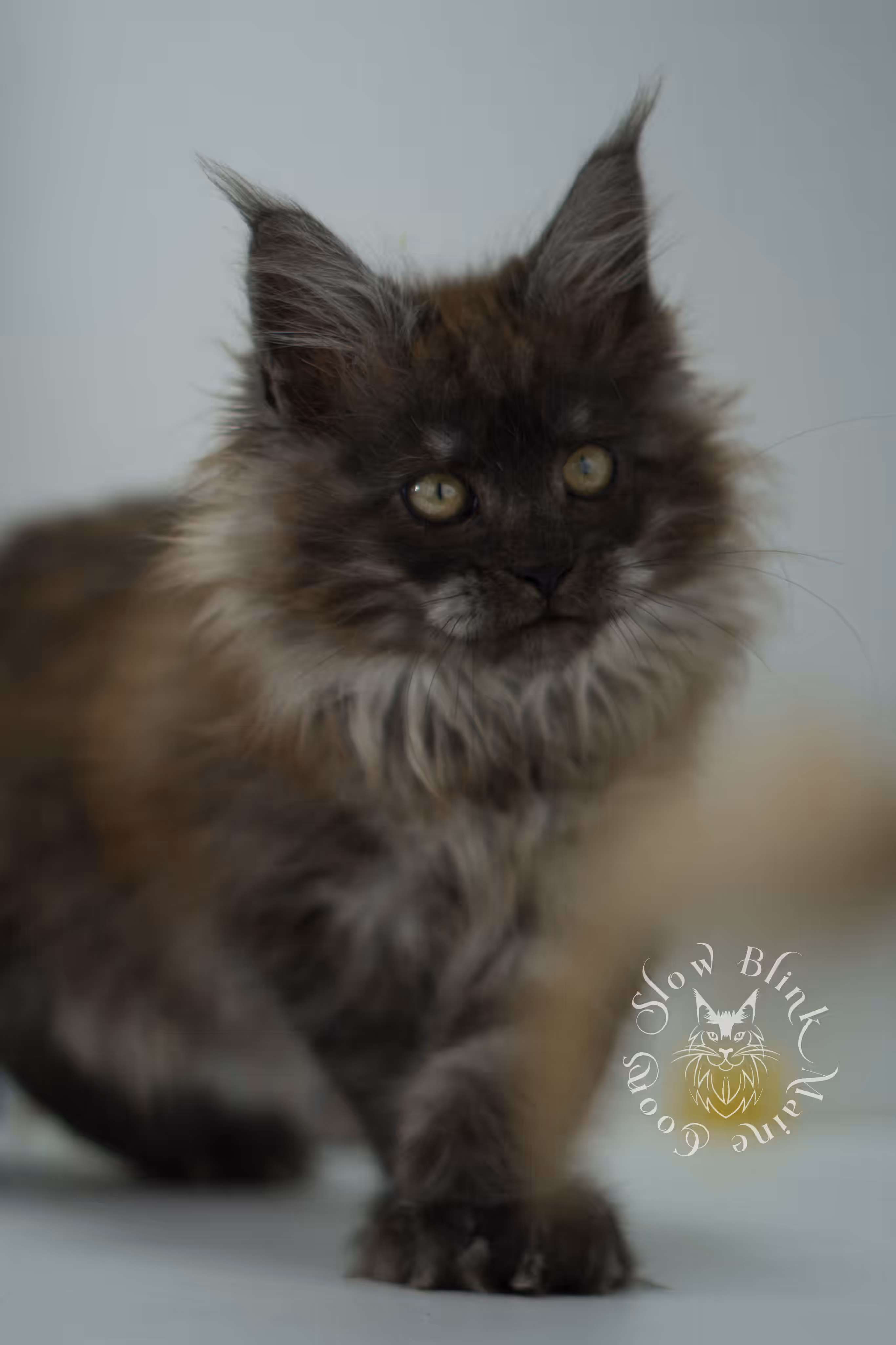 black smoke maine coon kitten female ems code mcp ns age 12 weeks old taken may 11 2026 poly SlowBlink Maine Coons Photo > black smoke maine coon kitten female ems code mcp ns age 12 weeks old taken may 11 2026 poly