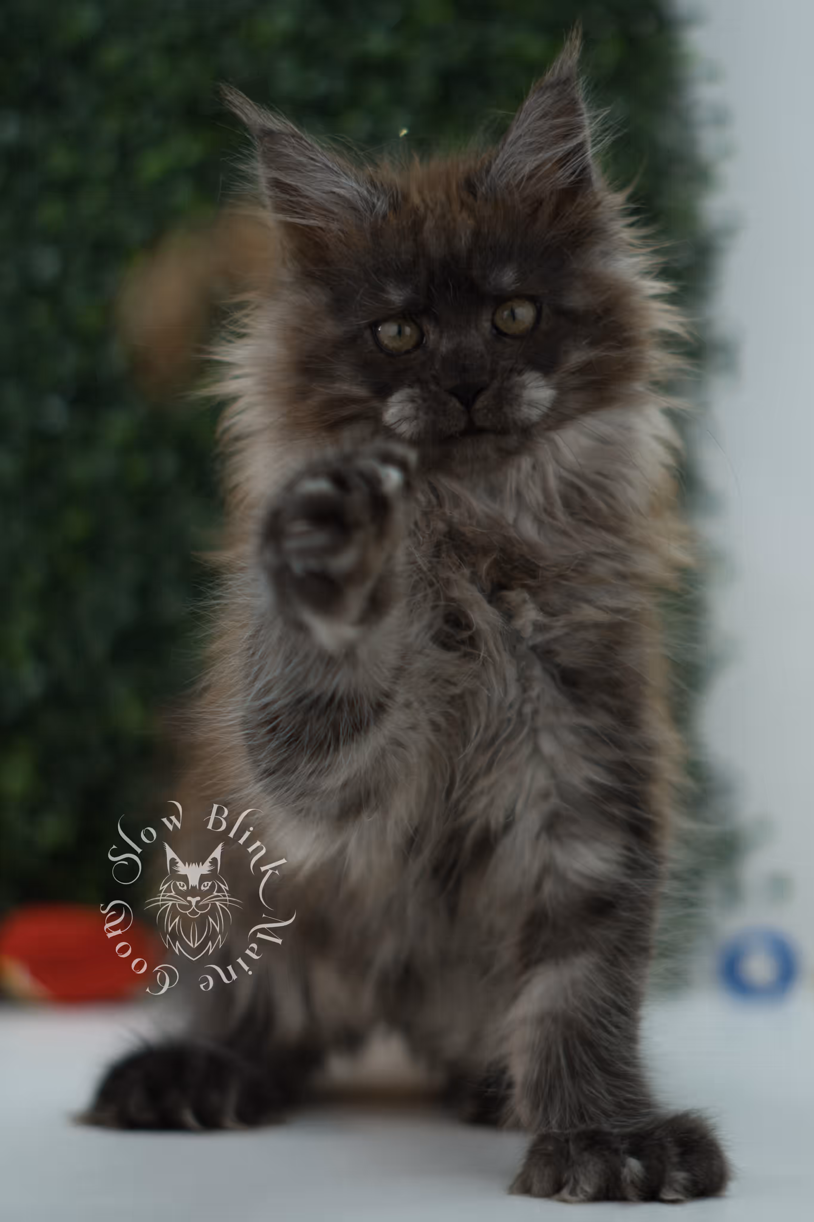 black smoke maine coon kitten female ems code mcp ns age 12 weeks old taken may 11 2026 poly SlowBlink Maine Coons Photo > black smoke maine coon kitten female ems code mcp ns age 12 weeks old taken may 11 2026 poly