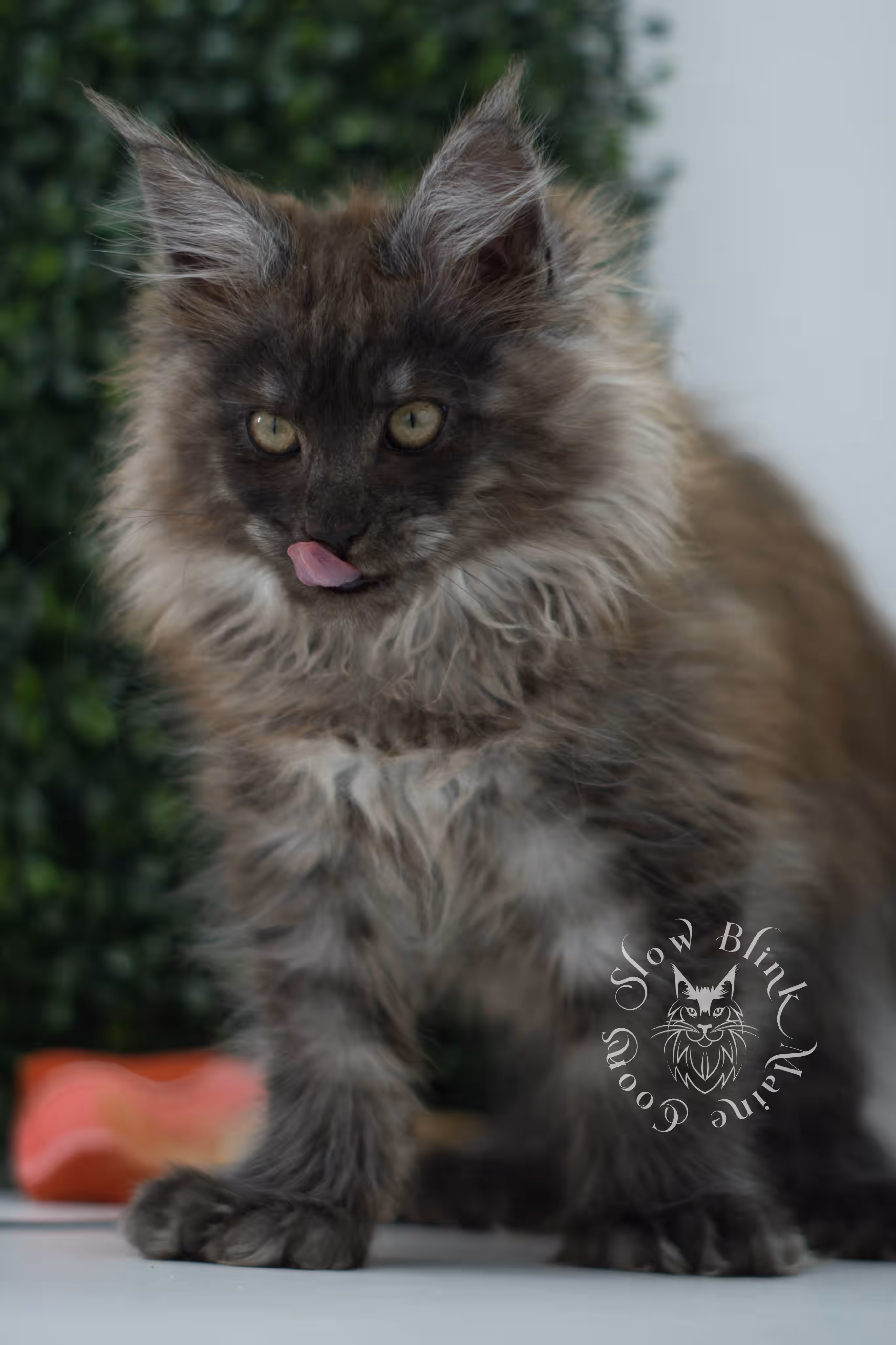 black smoke maine coon kitten female ems code mcp ns age 12 weeks old taken may 11 2026 poly SlowBlink Maine Coons Photo > black smoke maine coon kitten female ems code mcp ns age 12 weeks old taken may 11 2026 poly