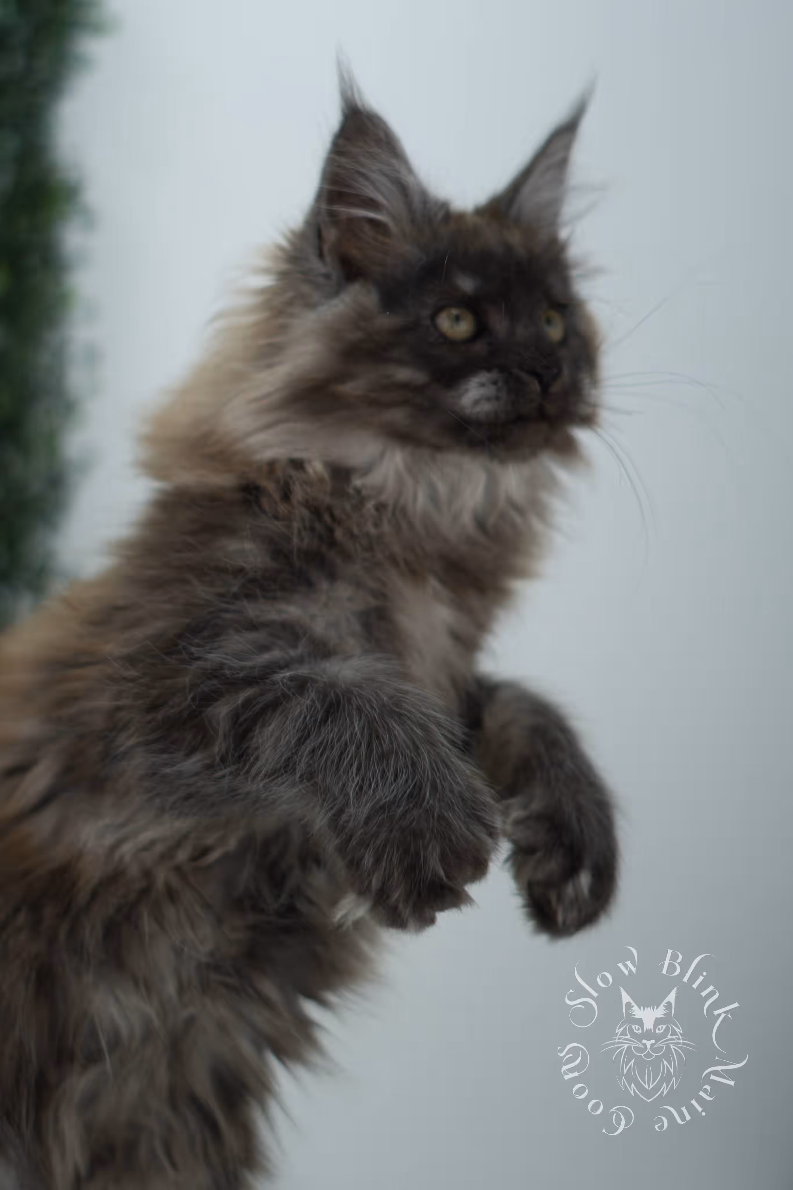 black smoke maine coon kitten female ems code mcp ns age 12 weeks old taken may 11 2026 poly SlowBlink Maine Coons Photo > black smoke maine coon kitten female ems code mcp ns age 12 weeks old taken may 11 2026 poly
