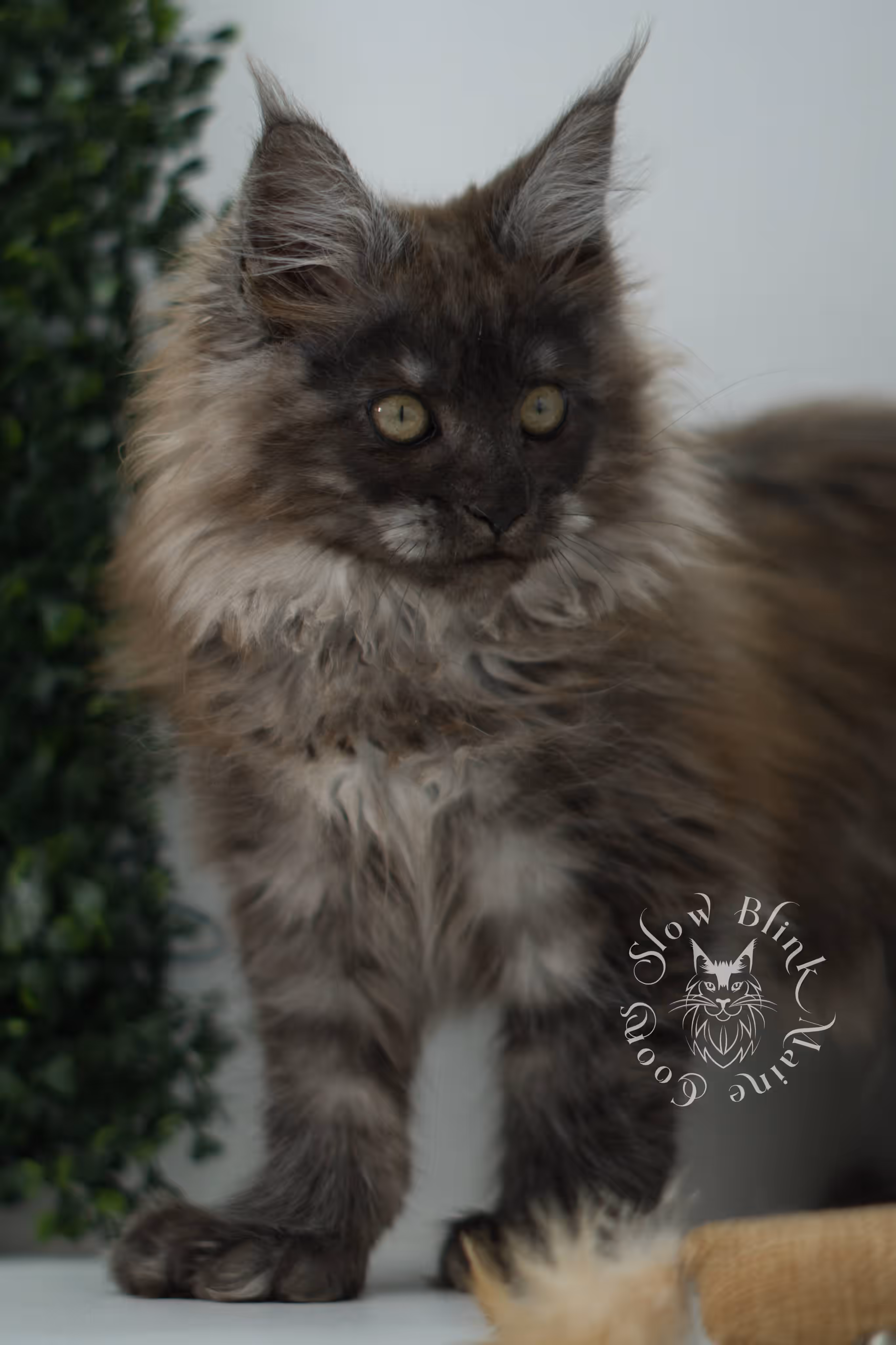 black smoke maine coon kitten female ems code mcp ns age 12 weeks old taken may 11 2026 poly SlowBlink Maine Coons Photo > black smoke maine coon kitten female ems code mcp ns age 12 weeks old taken may 11 2026 poly