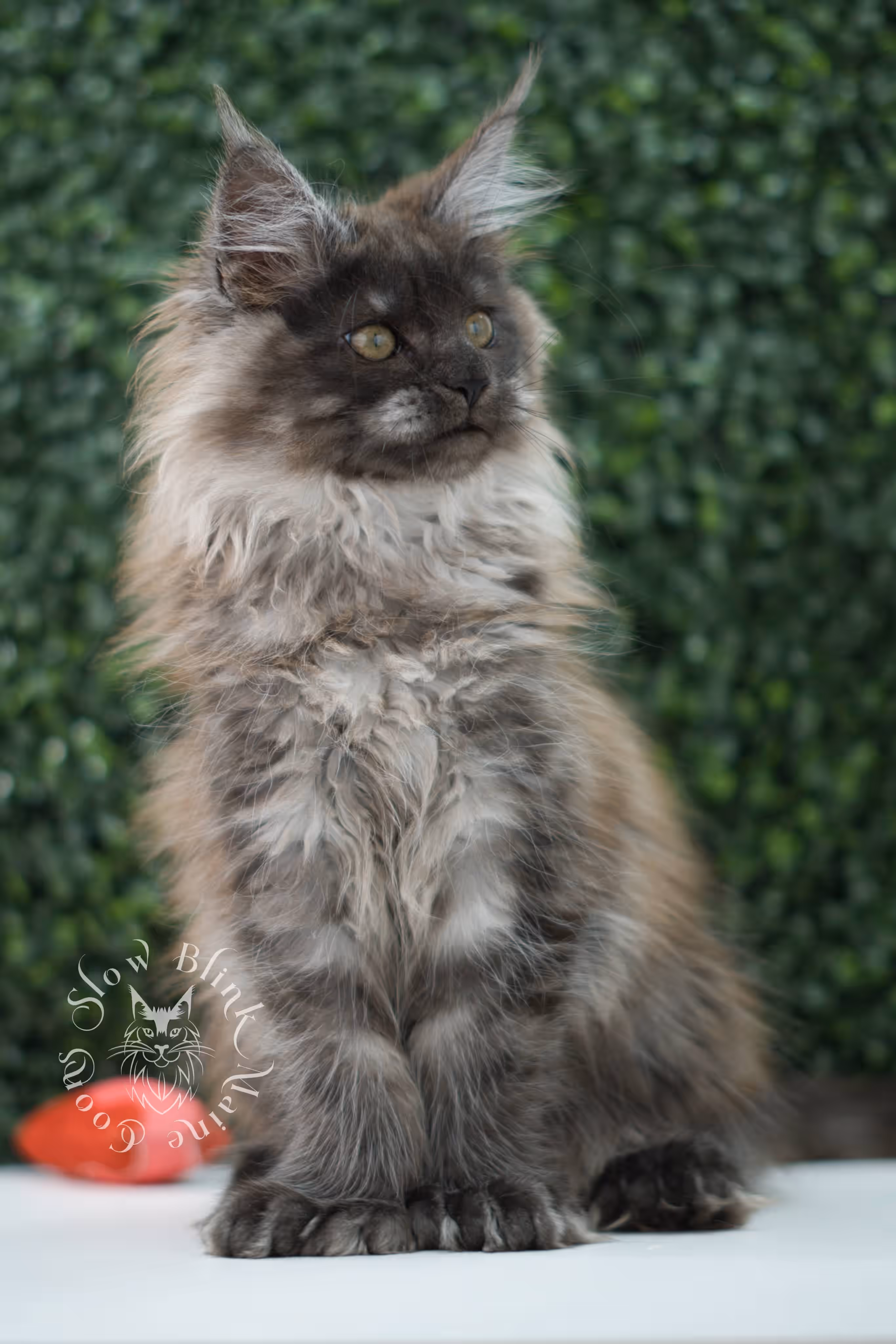 black smoke maine coon kitten female ems code mcp ns age 12 weeks old taken may 11 2026 poly SlowBlink Maine Coons Photo > black smoke maine coon kitten female ems code mcp ns age 12 weeks old taken may 11 2026 poly