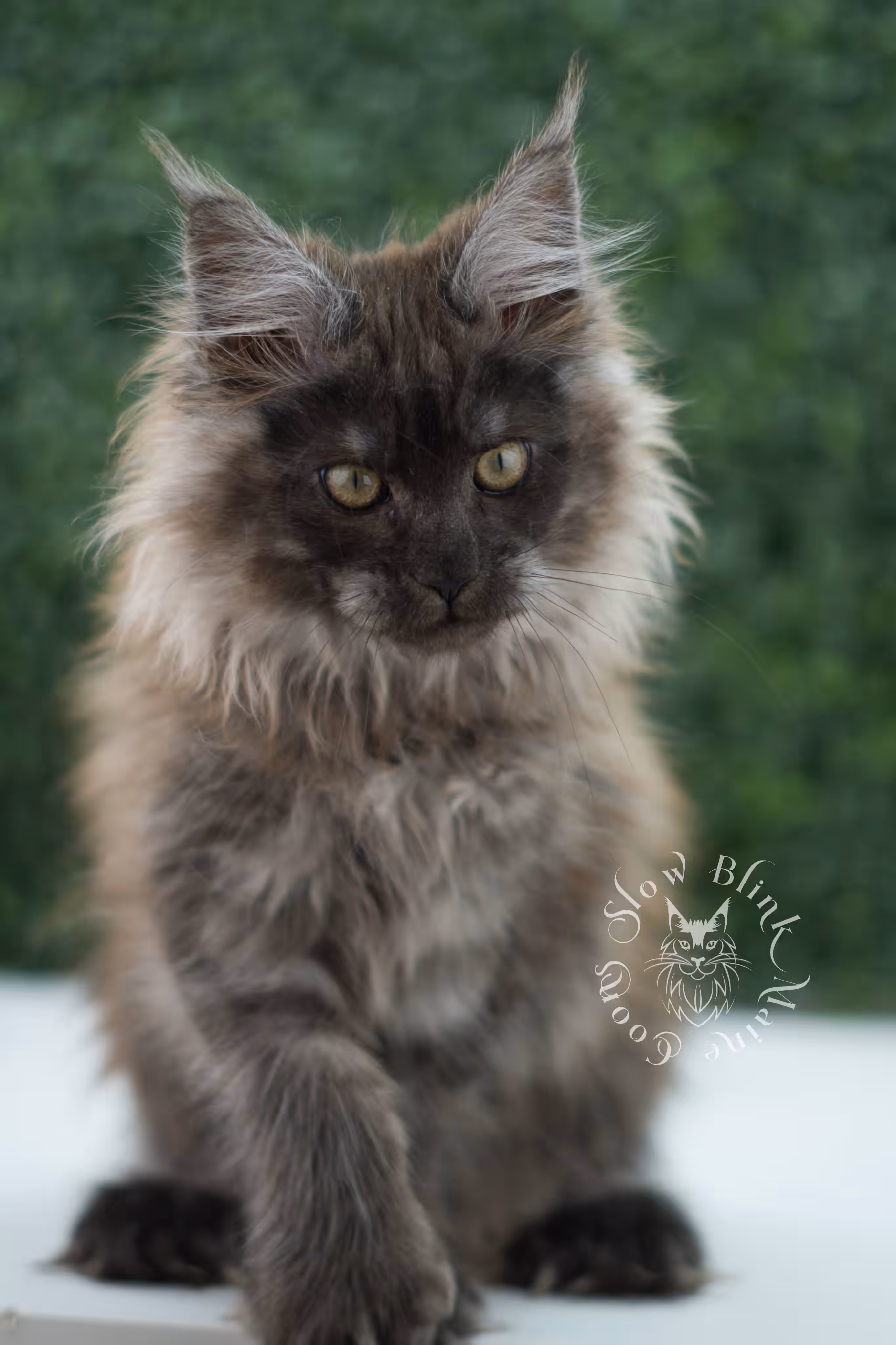 black smoke maine coon kitten female ems code mcp ns age 12 weeks old taken may 11 2026 poly SlowBlink Maine Coons Photo > black smoke maine coon kitten female ems code mcp ns age 12 weeks old taken may 11 2026 poly