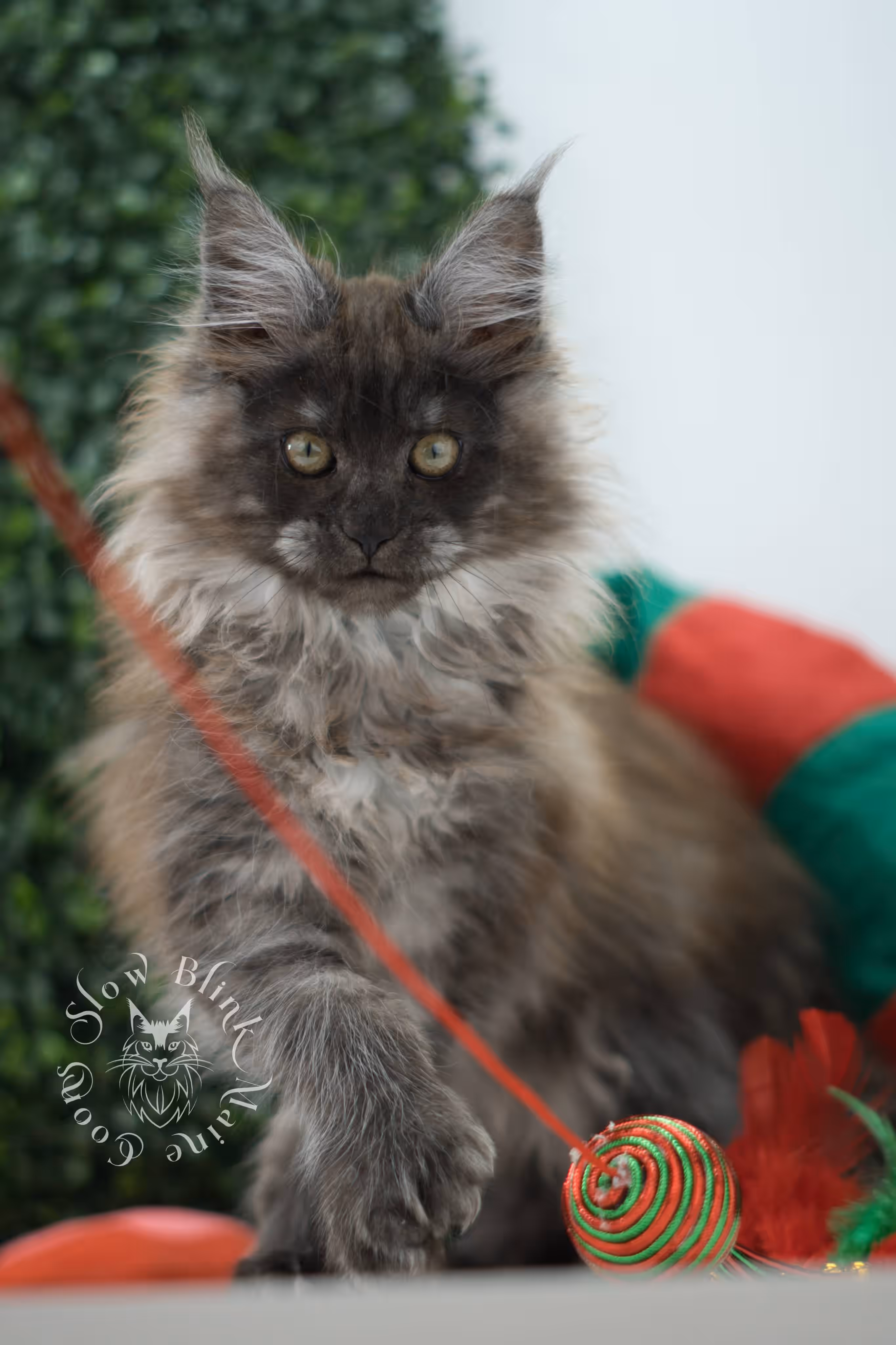 black smoke maine coon kitten female ems code mcp ns age 12 weeks old taken may 11 2026 poly SlowBlink Maine Coons Photo > black smoke maine coon kitten female ems code mcp ns age 12 weeks old taken may 11 2026 poly