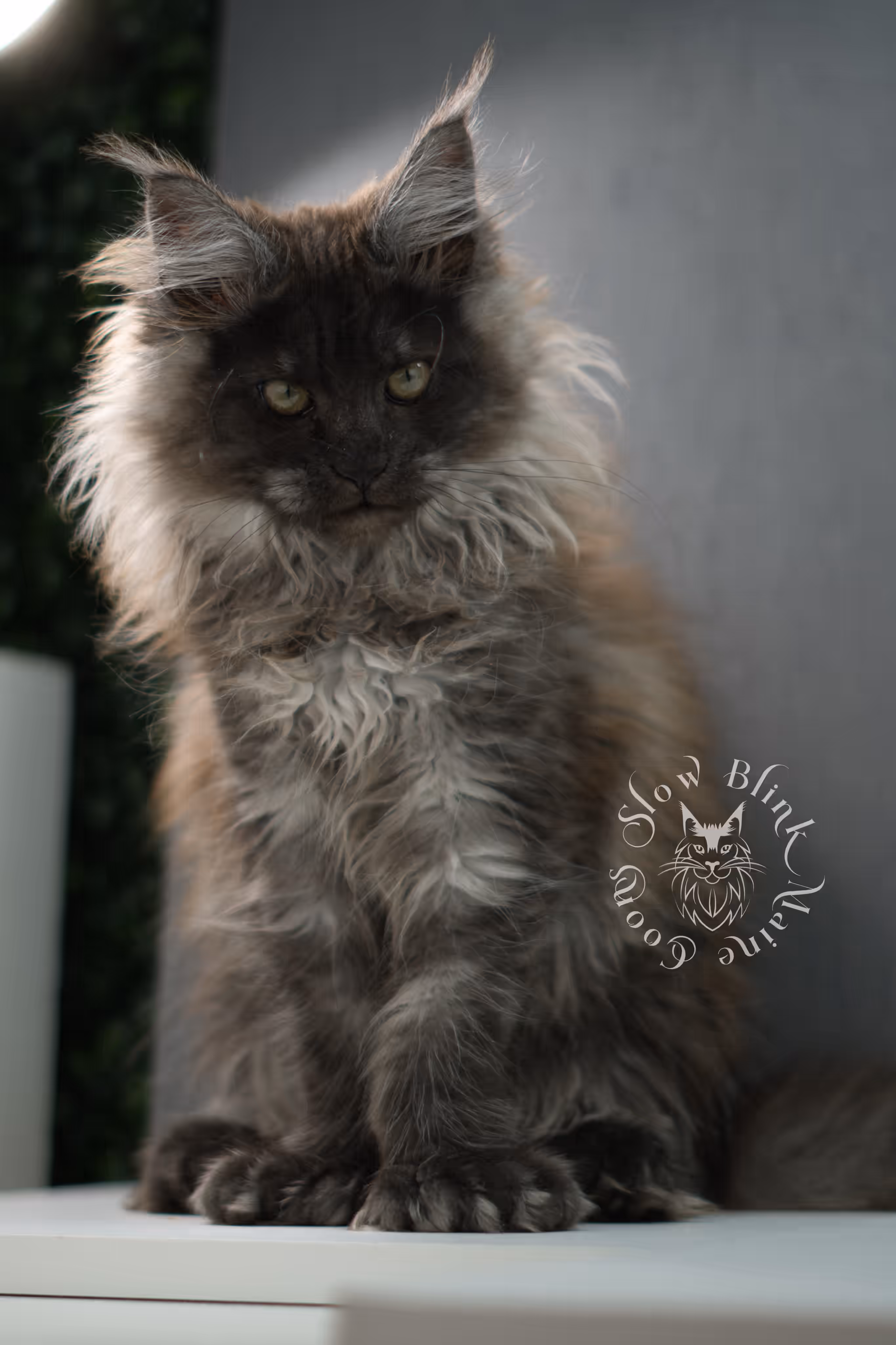 black smoke maine coon kitten female ems code mcp ns age 12 weeks old taken may 11 2026 poly SlowBlink Maine Coons Photo > black smoke maine coon kitten female ems code mcp ns age 12 weeks old taken may 11 2026 poly