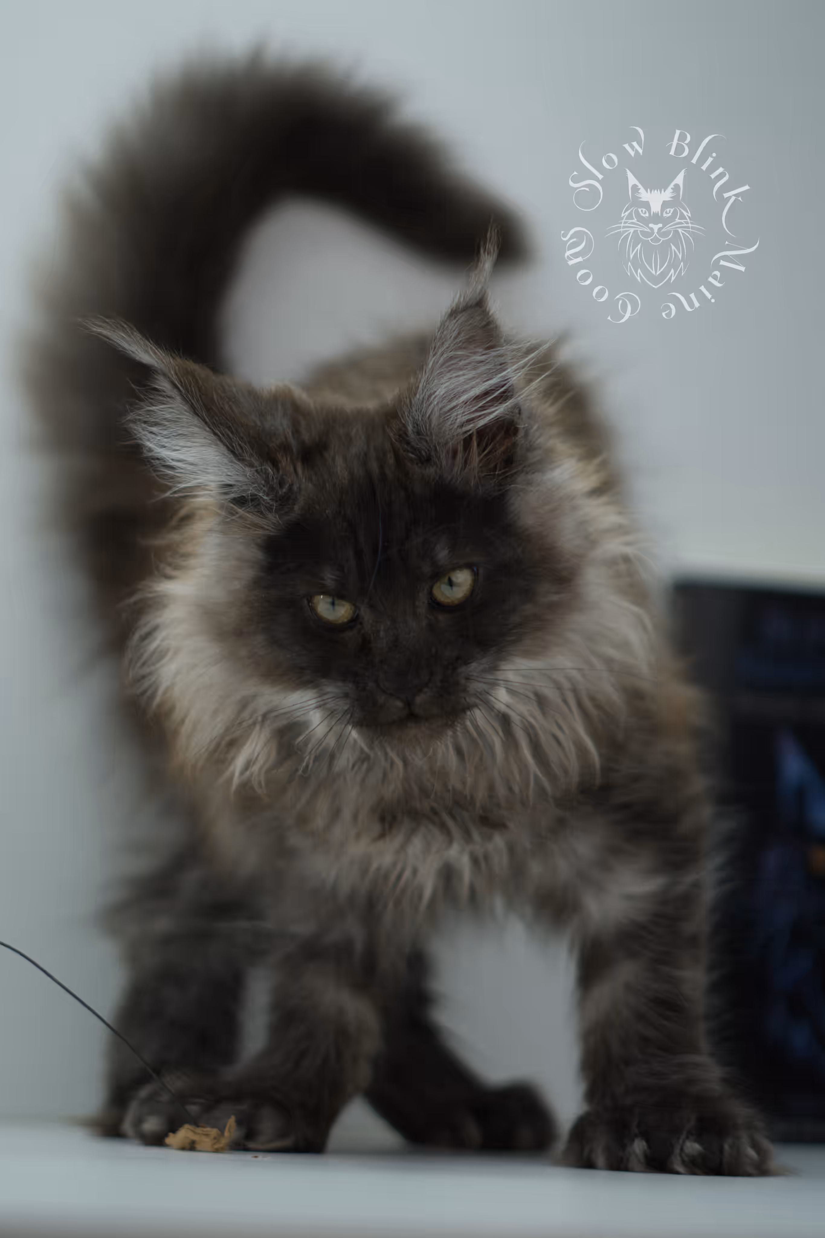 black smoke maine coon kitten female ems code mcp ns age 12 weeks old taken may 11 2026 poly SlowBlink Maine Coons Photo > black smoke maine coon kitten female ems code mcp ns age 12 weeks old taken may 11 2026 poly