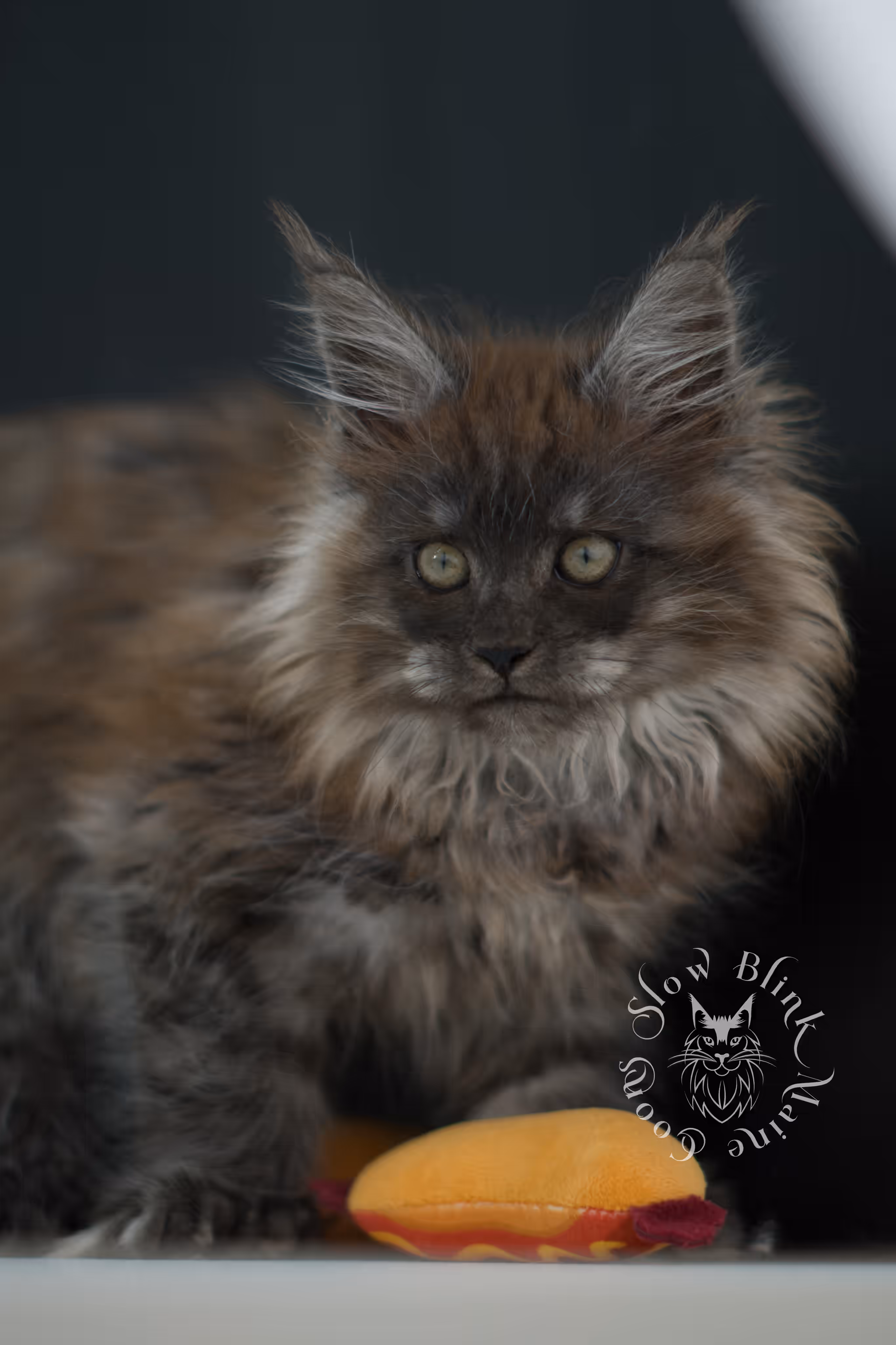 black smoke maine coon kitten female ems code mcp ns age 12 weeks old taken may 11 2026 poly SlowBlink Maine Coons Photo > black smoke maine coon kitten female ems code mcp ns age 12 weeks old taken may 11 2026 poly