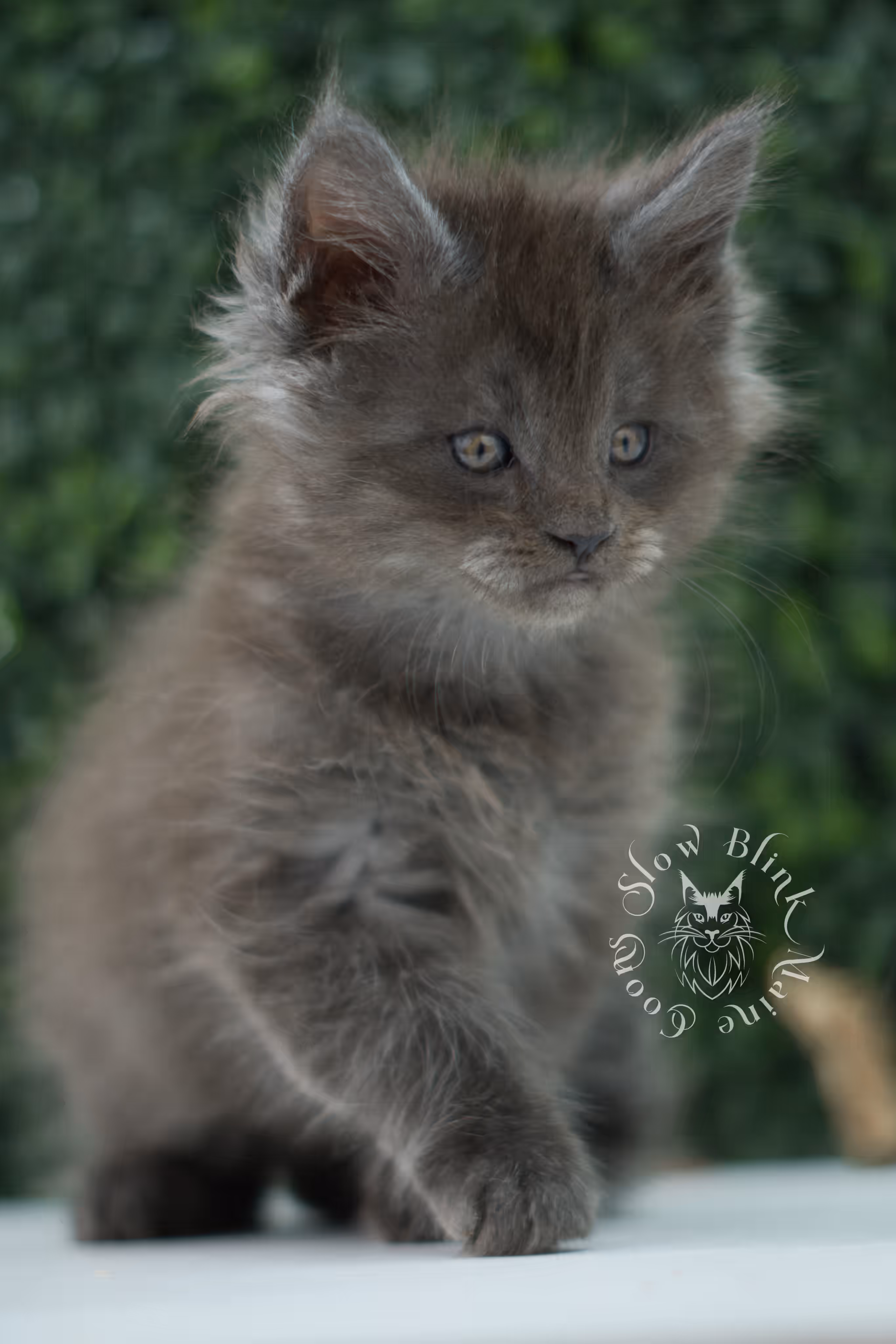 black smoke maine coon kitten male ems code mco ns age 6 weeks old SlowBlink Maine Coons Photo > black smoke maine coon kitten male ems code mco ns age 6 weeks old