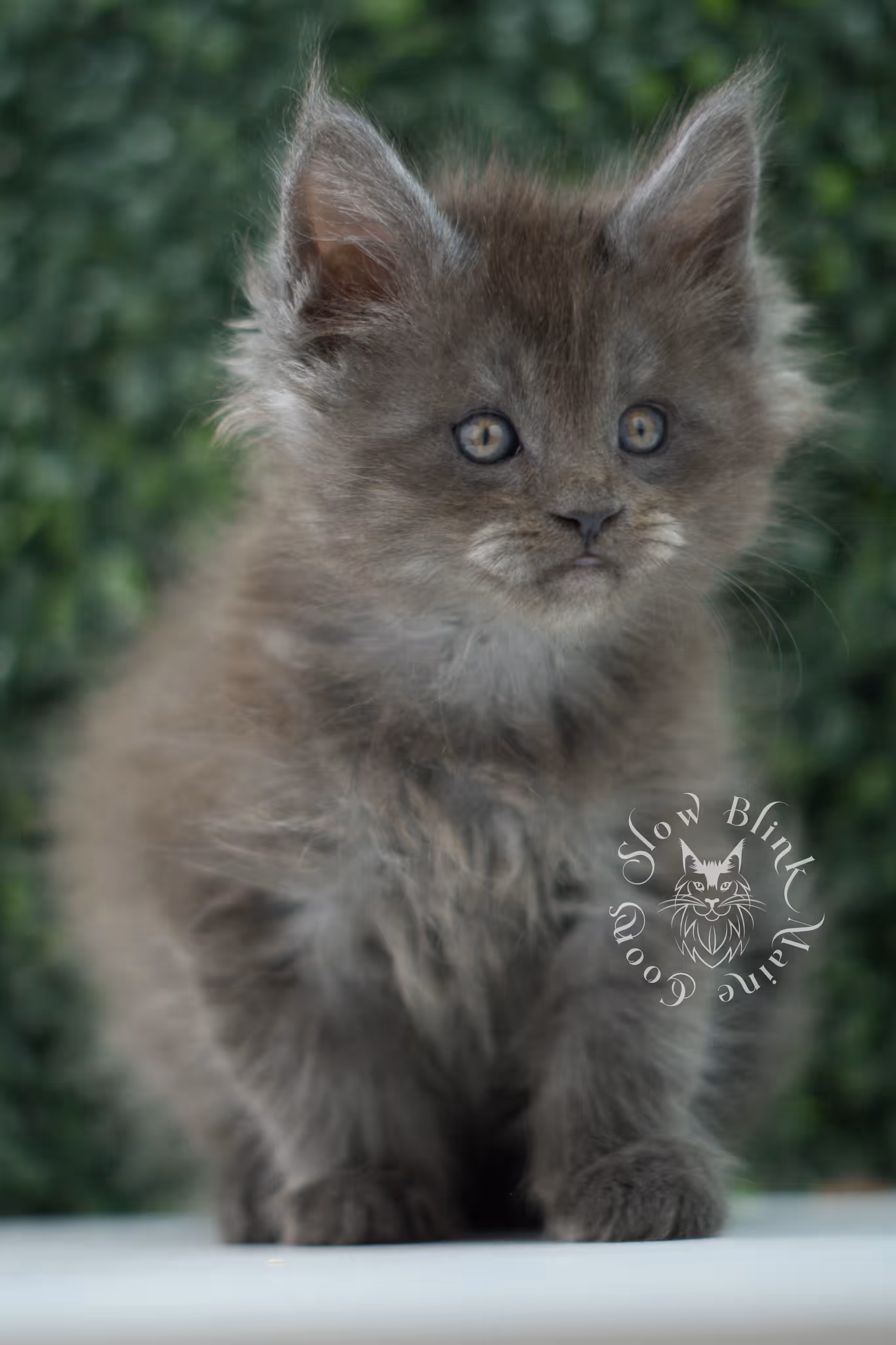 black smoke maine coon kitten male ems code mco ns age 6 weeks old SlowBlink Maine Coons Photo > black smoke maine coon kitten male ems code mco ns age 6 weeks old