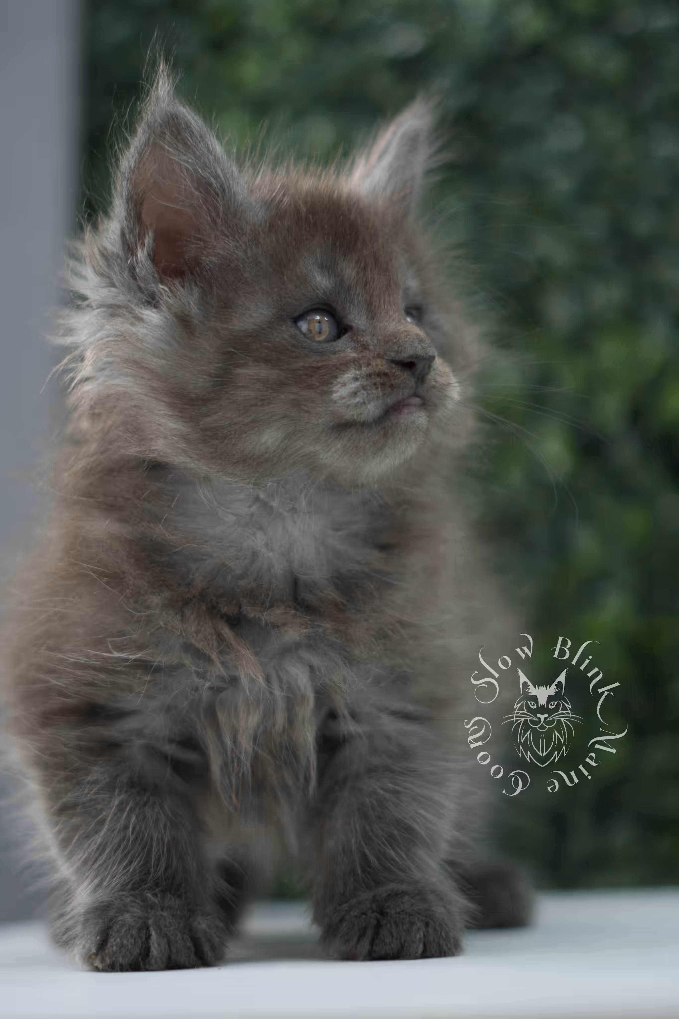 black smoke maine coon kitten male ems code mco ns age 6 weeks old SlowBlink Maine Coons Photo > black smoke maine coon kitten male ems code mco ns age 6 weeks old