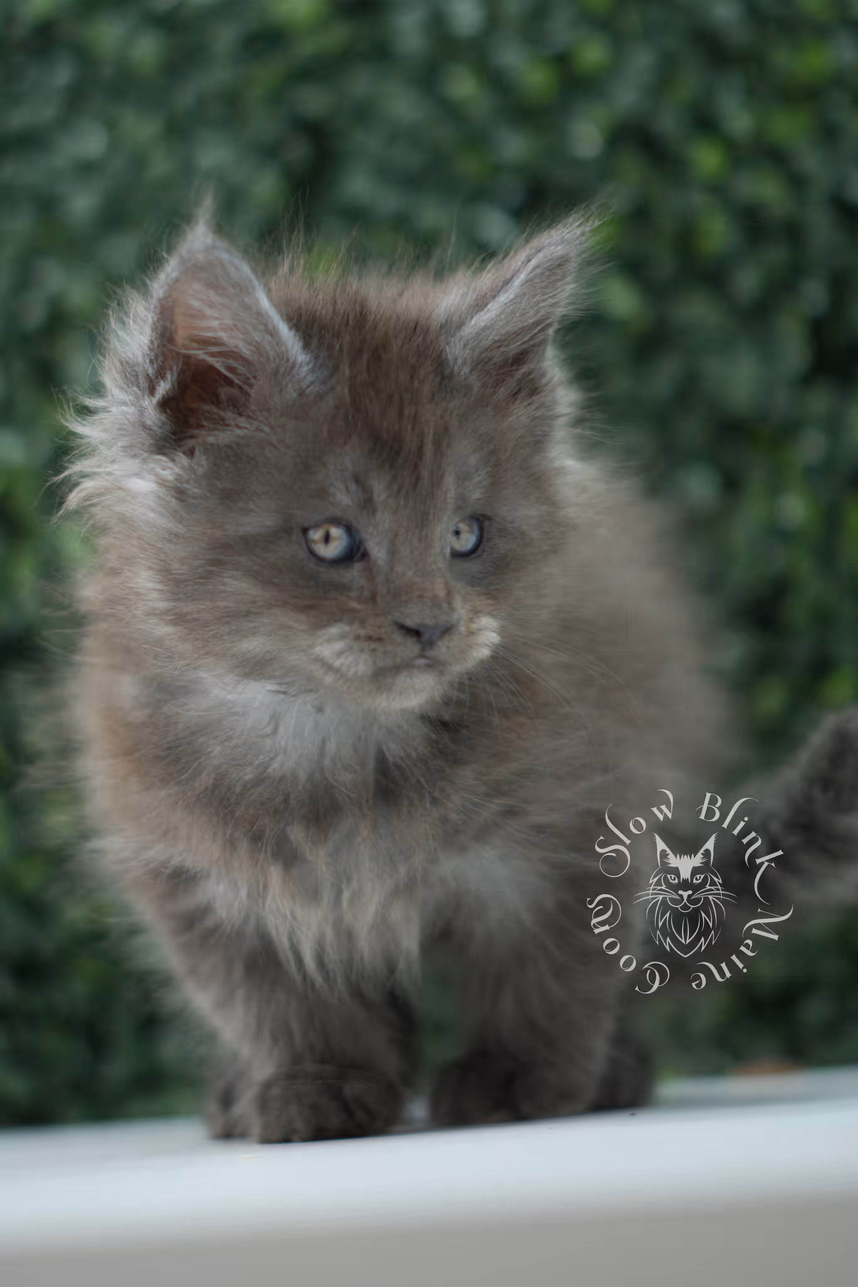 black smoke maine coon kitten male ems code mco ns age 6 weeks old SlowBlink Maine Coons Photo > black smoke maine coon kitten male ems code mco ns age 6 weeks old