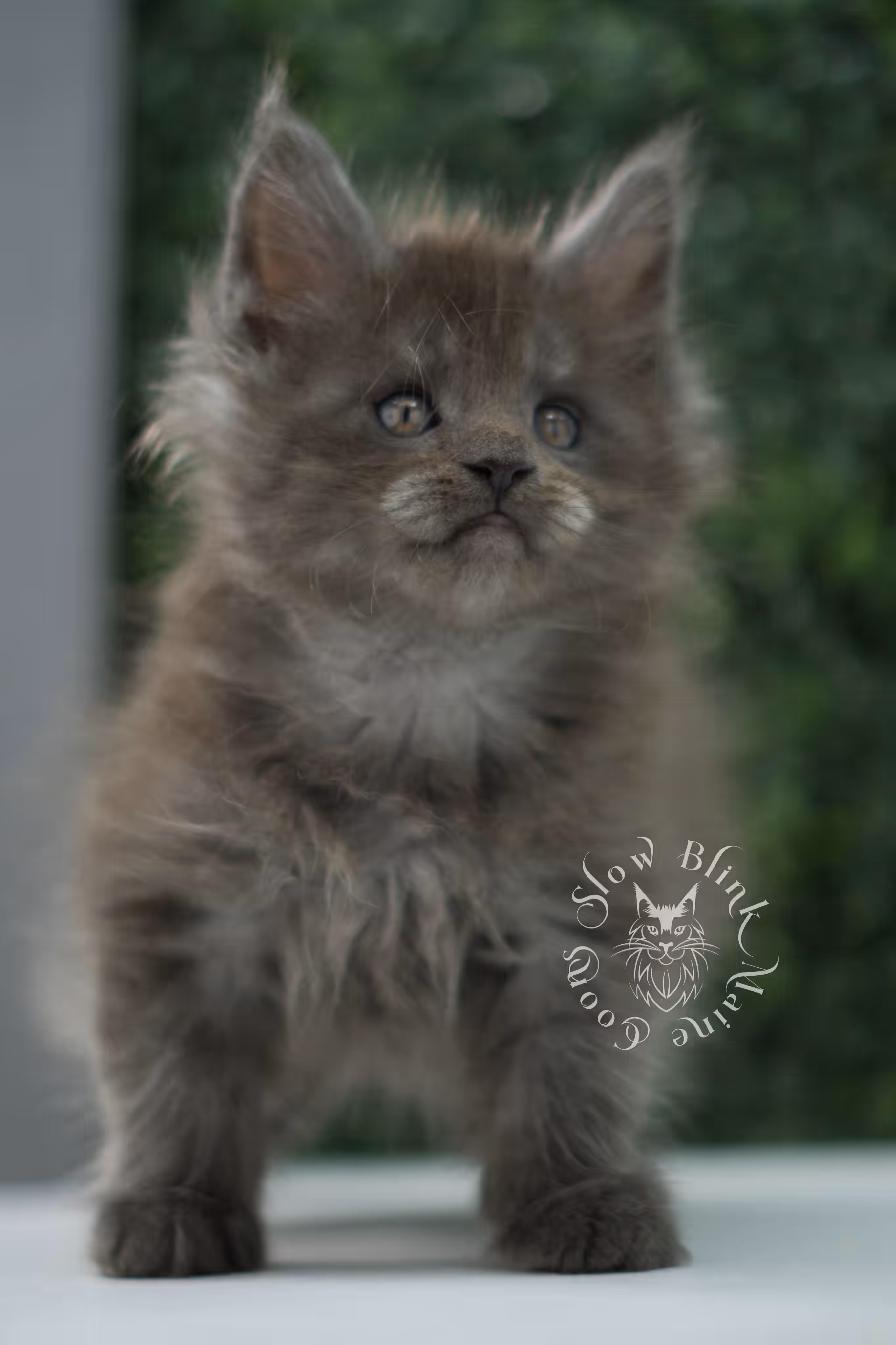 black smoke maine coon kitten male ems code mco ns age 6 weeks old SlowBlink Maine Coons Photo > black smoke maine coon kitten male ems code mco ns age 6 weeks old