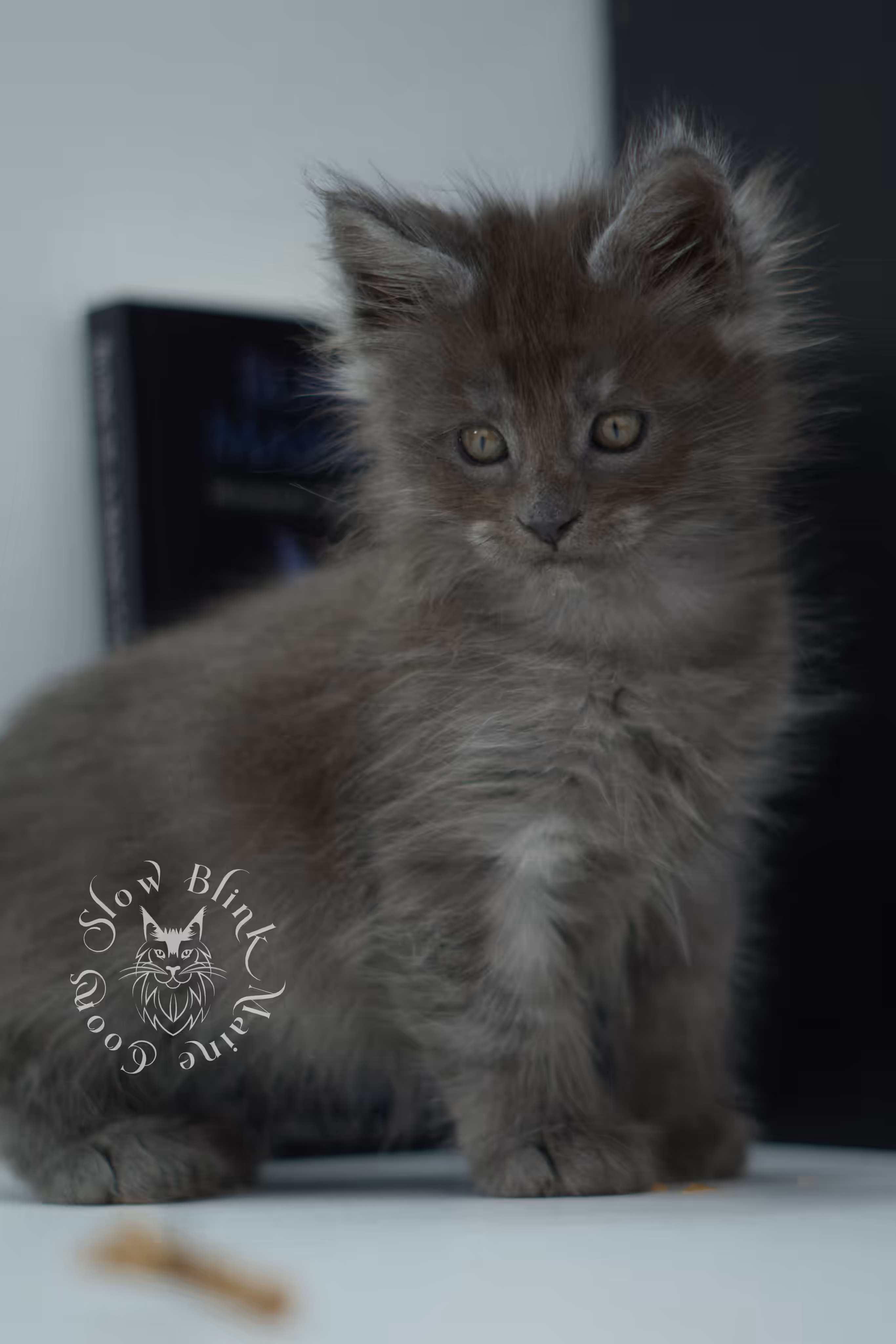 black smoke maine coon kitten male ems code mco ns age 6 weeks old SlowBlink Maine Coons Photo > black smoke maine coon kitten male ems code mco ns age 6 weeks old