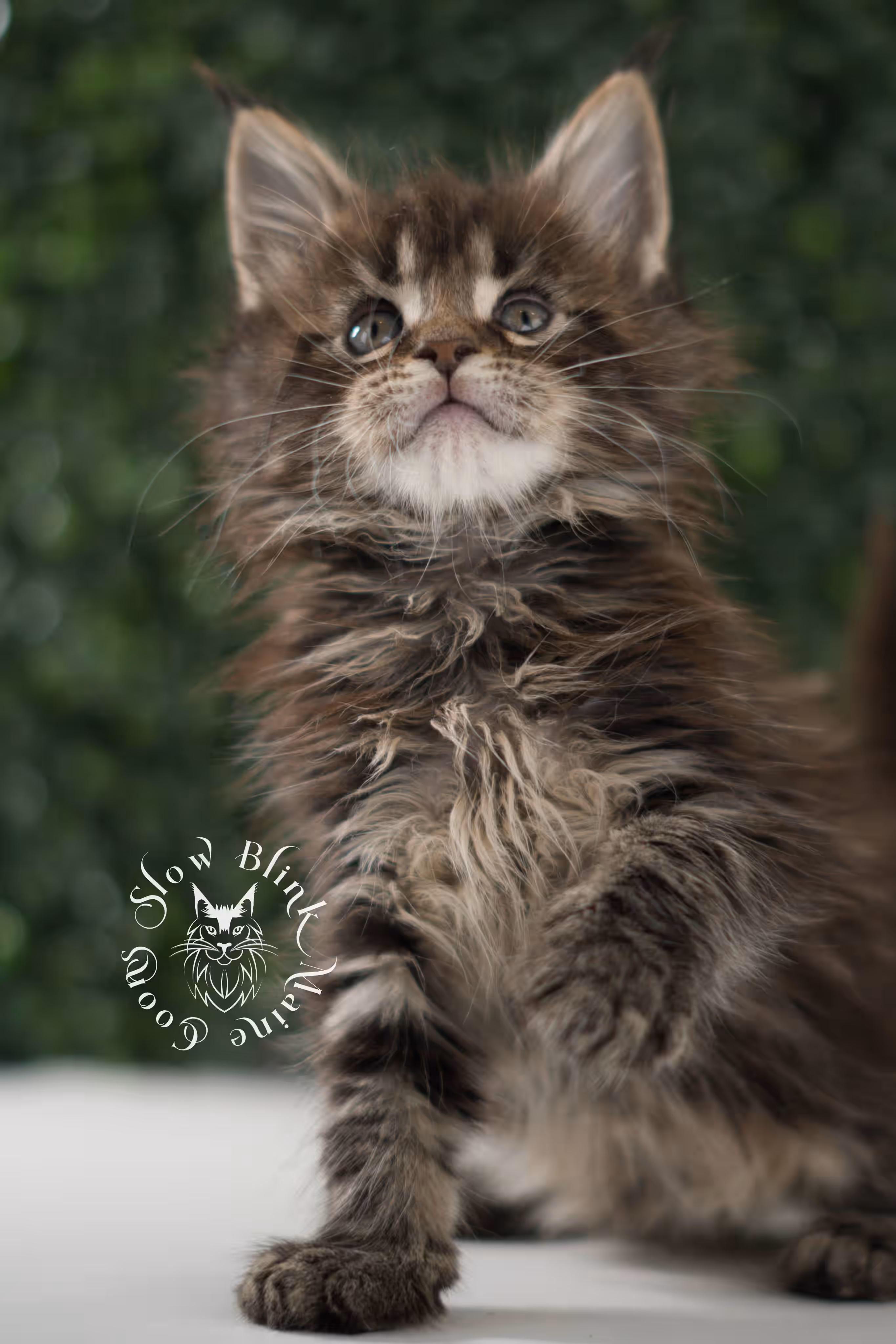 black tabby | maine coon kitten | ems code mcp ns 22 | taken jul 23 2025 | poly | age 5 weeks | male | named xiro Black Tabby Maine Coon Kittens > black tabby | maine coon kitten | ems code mcp ns 22 | taken jul 23 2025 | poly | age 5 weeks | male | named xiro | idx 01