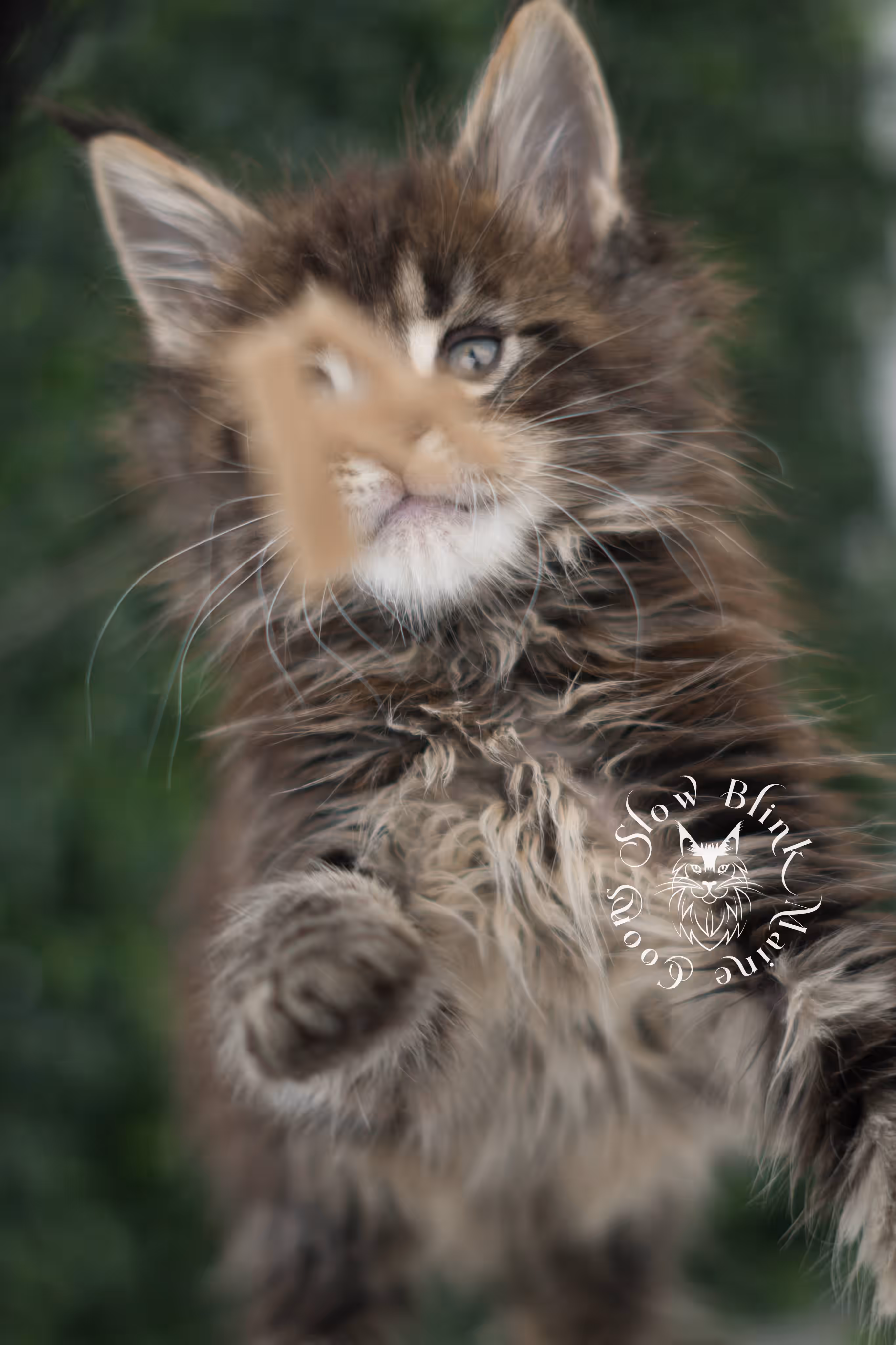 black tabby | maine coon kitten | ems code mcp ns 22 | taken jul 23 2025 | poly | age 5 weeks | male | named xiro Black Tabby Maine Coon Kittens > black tabby | maine coon kitten | ems code mcp ns 22 | taken jul 23 2025 | poly | age 5 weeks | male | named xiro | idx 02