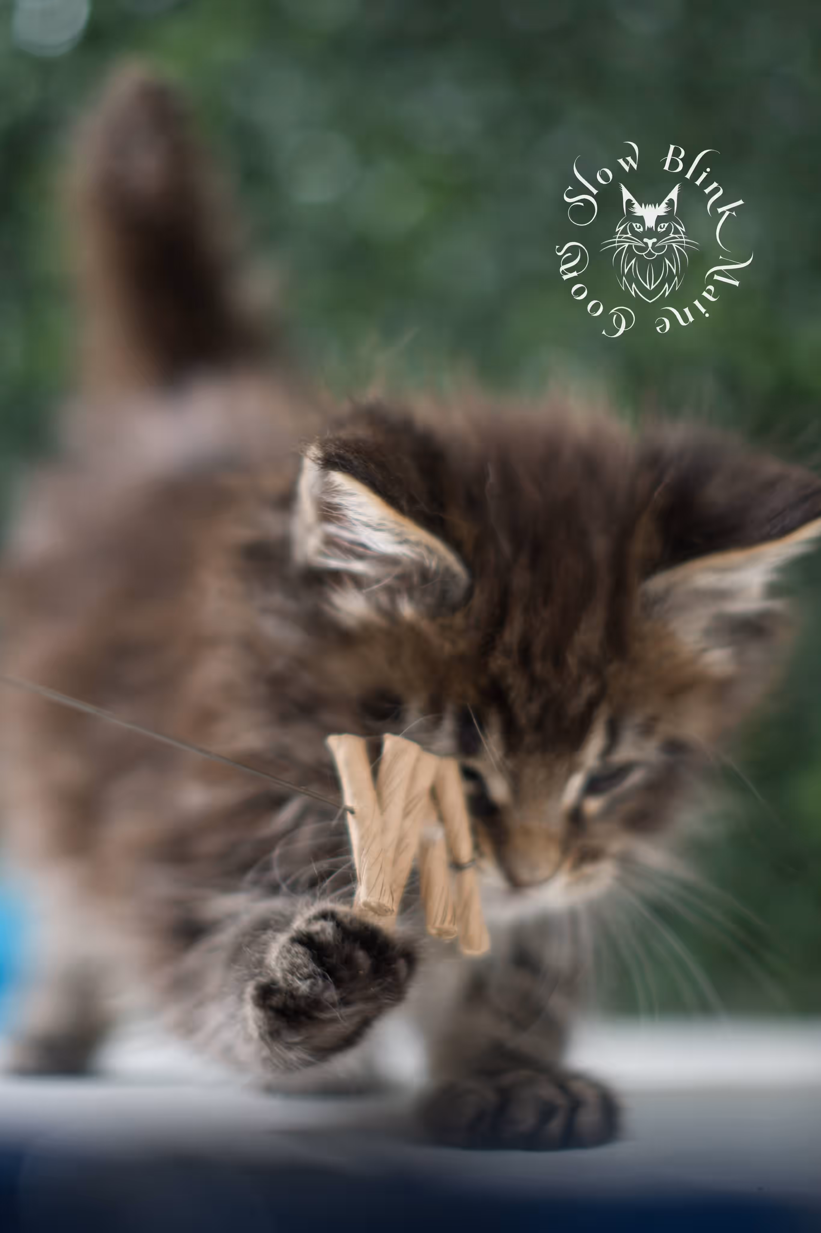 black tabby | maine coon kitten | ems code mcp ns 22 | taken jul 23 2025 | poly | age 5 weeks | male | named xiro Black Tabby Maine Coon Kittens > black tabby | maine coon kitten | ems code mcp ns 22 | taken jul 23 2025 | poly | age 5 weeks | male | named xiro | idx 03