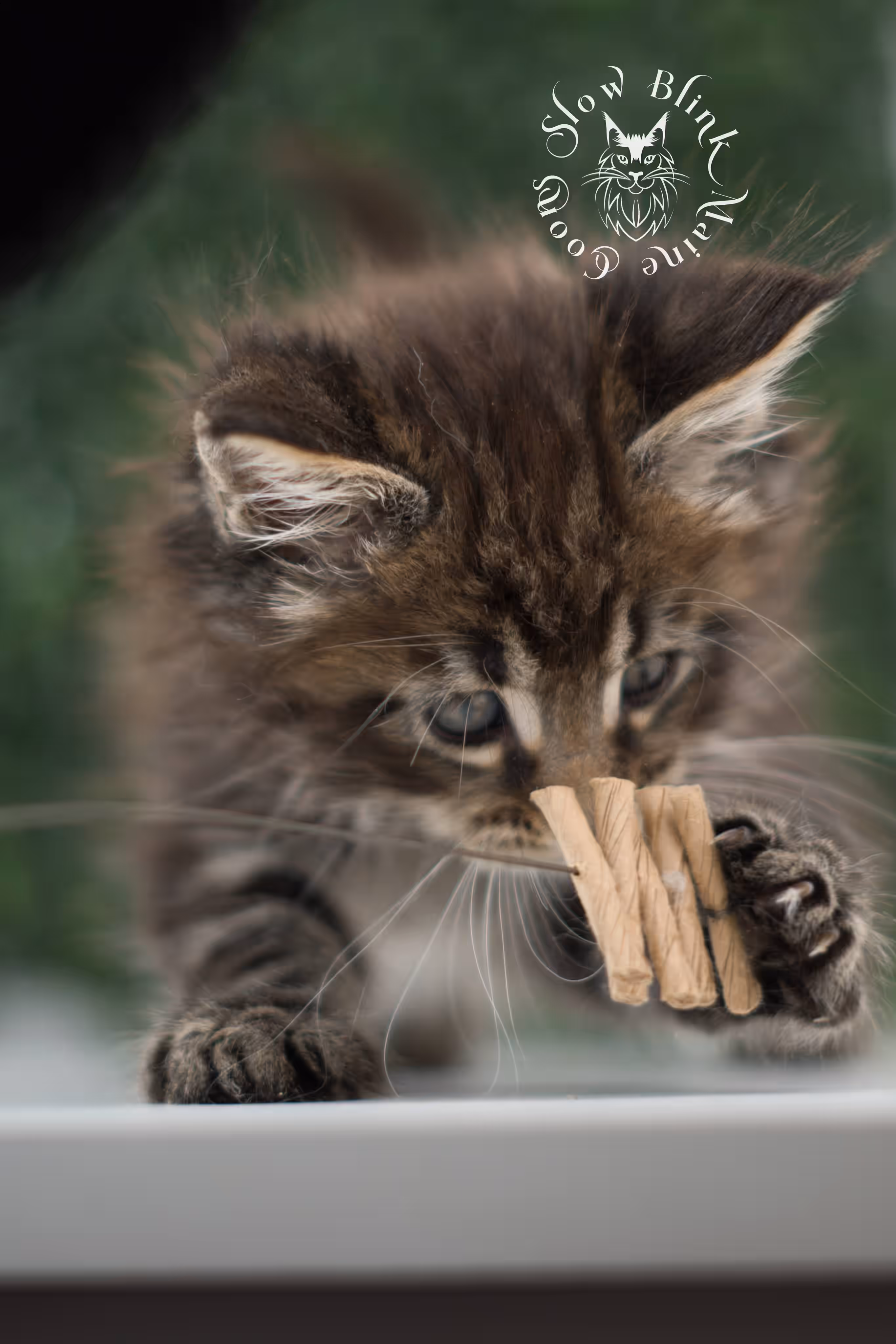 black tabby | maine coon kitten | ems code mcp ns 22 | taken jul 23 2025 | poly | age 5 weeks | male | named xiro Black Tabby Maine Coon Kittens > black tabby | maine coon kitten | ems code mcp ns 22 | taken jul 23 2025 | poly | age 5 weeks | male | named xiro | idx 05
