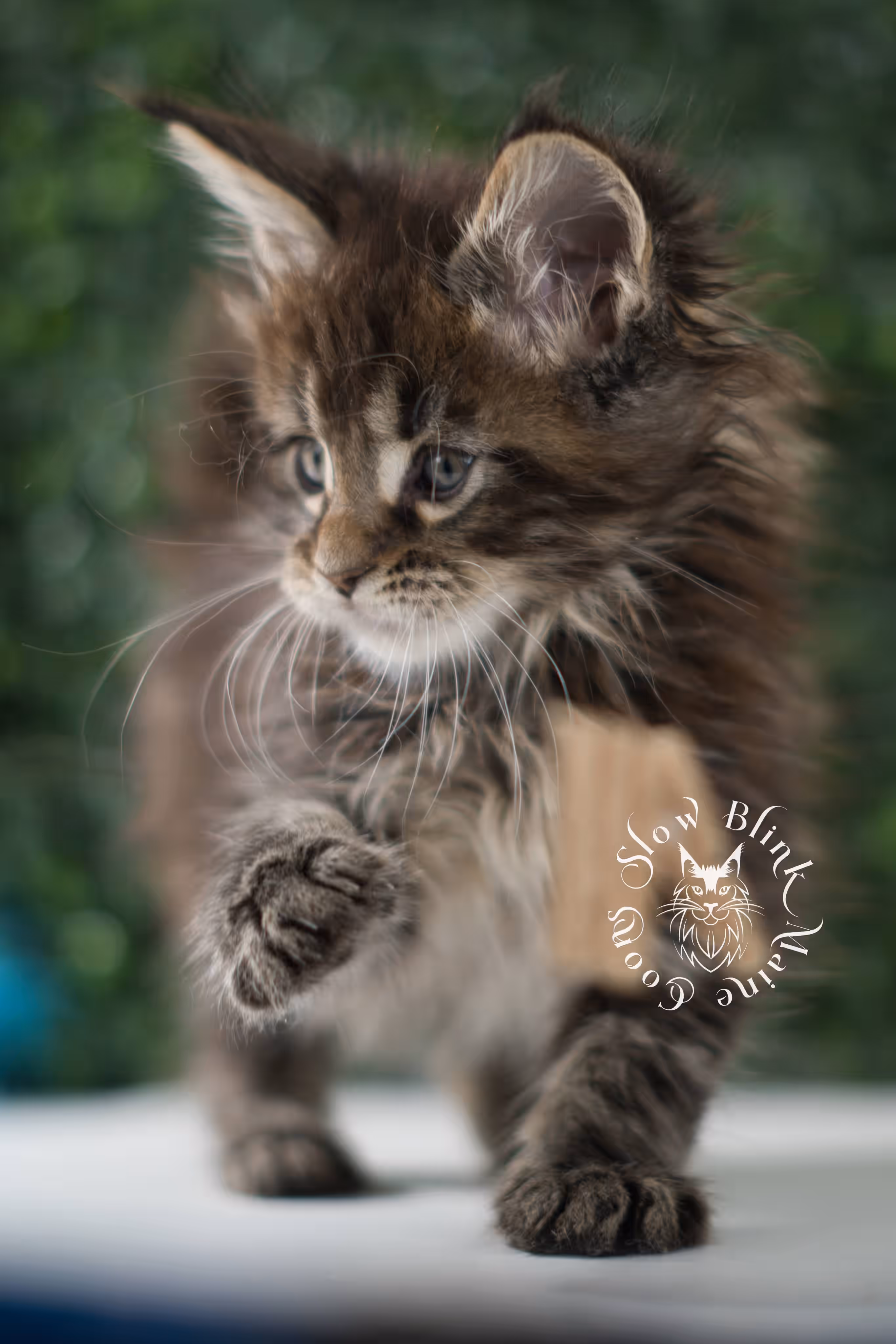 black tabby | maine coon kitten | ems code mcp ns 22 | taken jul 23 2025 | poly | age 5 weeks | male | named xiro Black Tabby Maine Coon Kittens > black tabby | maine coon kitten | ems code mcp ns 22 | taken jul 23 2025 | poly | age 5 weeks | male | named xiro | idx 06