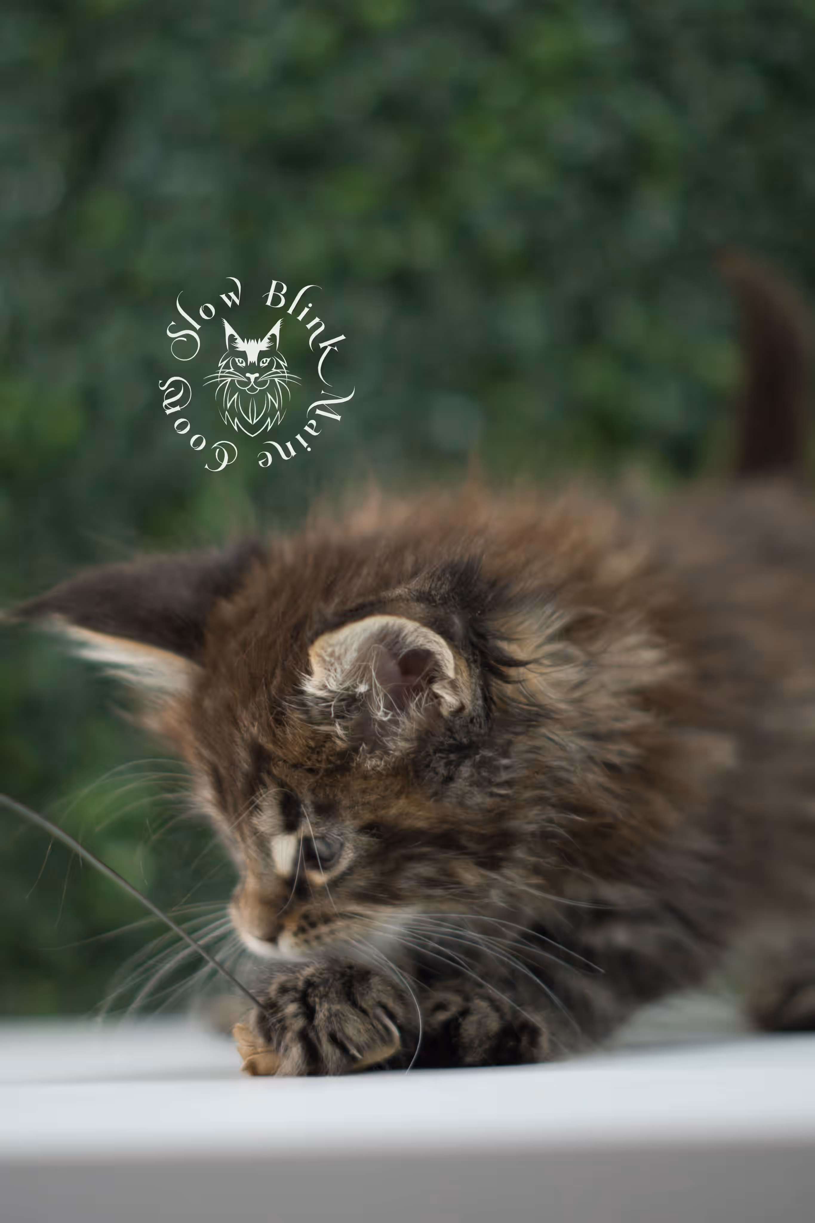 black tabby | maine coon kitten | ems code mcp ns 22 | taken jul 23 2025 | poly | age 5 weeks | male | named xiro Black Tabby Maine Coon Kittens > black tabby | maine coon kitten | ems code mcp ns 22 | taken jul 23 2025 | poly | age 5 weeks | male | named xiro | idx 07
