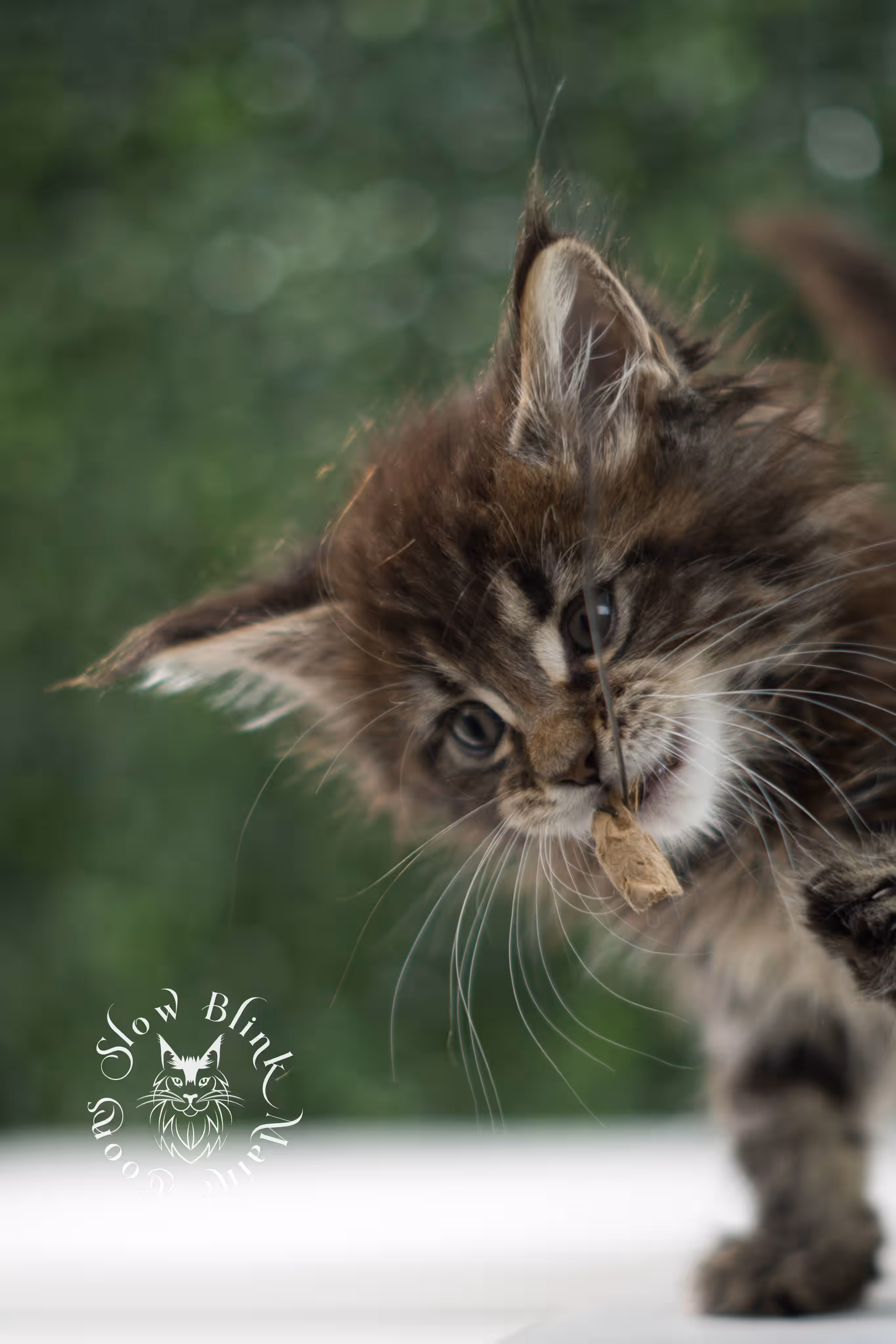 black tabby | maine coon kitten | ems code mcp ns 22 | taken jul 23 2025 | poly | age 5 weeks | male | named xiro Black Tabby Maine Coon Kittens > black tabby | maine coon kitten | ems code mcp ns 22 | taken jul 23 2025 | poly | age 5 weeks | male | named xiro | idx 08