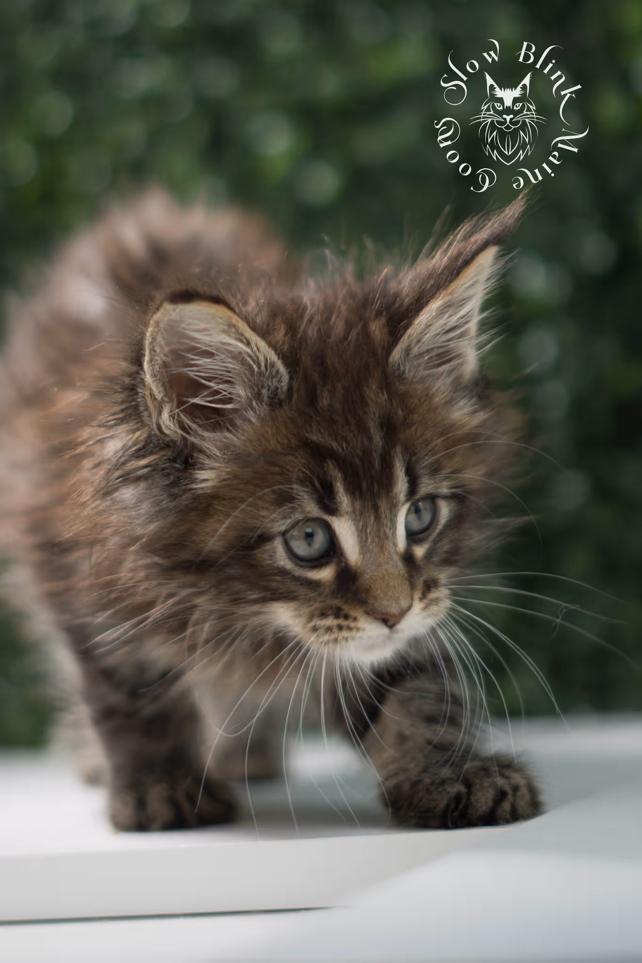 black tabby | maine coon kitten | ems code mcp ns 22 | taken jul 23 2025 | poly | age 5 weeks | male | named xiro Black Tabby Maine Coon Kittens > black tabby | maine coon kitten | ems code mcp ns 22 | taken jul 23 2025 | poly | age 5 weeks | male | named xiro | idx 09