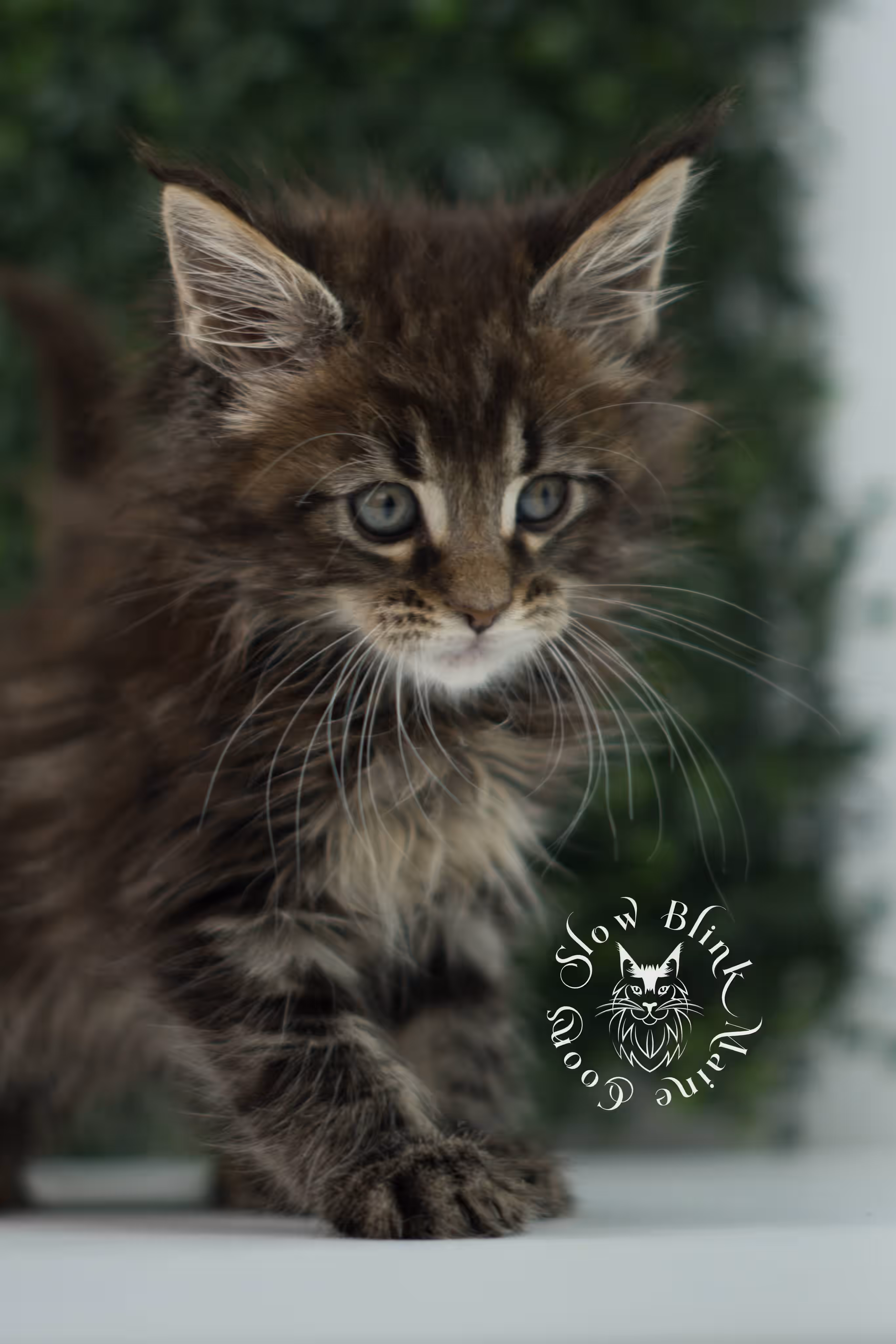 black tabby | maine coon kitten | ems code mcp ns 22 | taken jul 23 2025 | poly | age 5 weeks | male | named xiro Black Tabby Maine Coon Kittens > black tabby | maine coon kitten | ems code mcp ns 22 | taken jul 23 2025 | poly | age 5 weeks | male | named xiro | idx 10