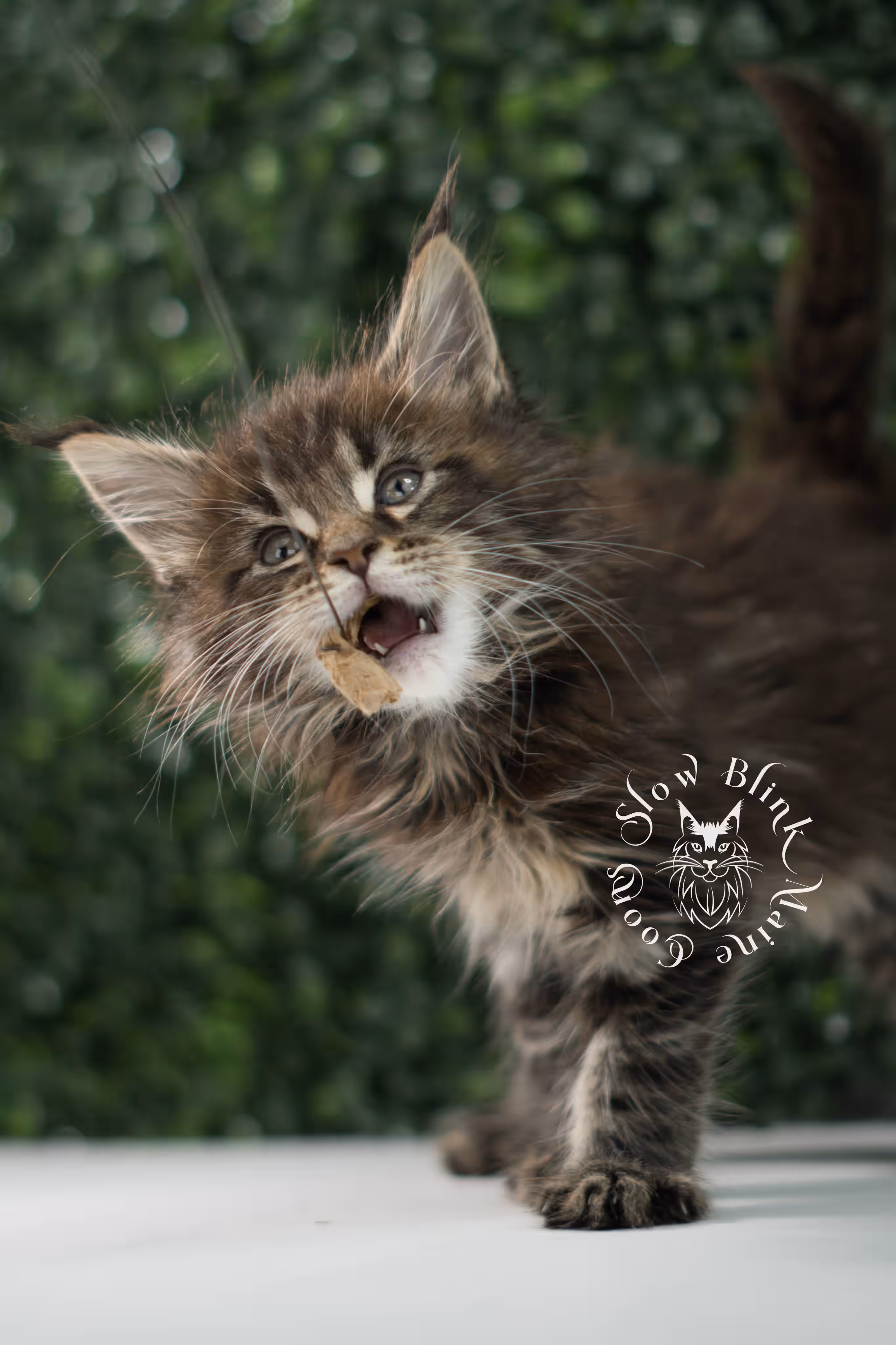 black tabby | maine coon kitten | ems code mcp ns 22 | taken jul 23 2025 | poly | age 5 weeks | male | named xiro Black Tabby Maine Coon Kittens > black tabby | maine coon kitten | ems code mcp ns 22 | taken jul 23 2025 | poly | age 5 weeks | male | named xiro | idx 11