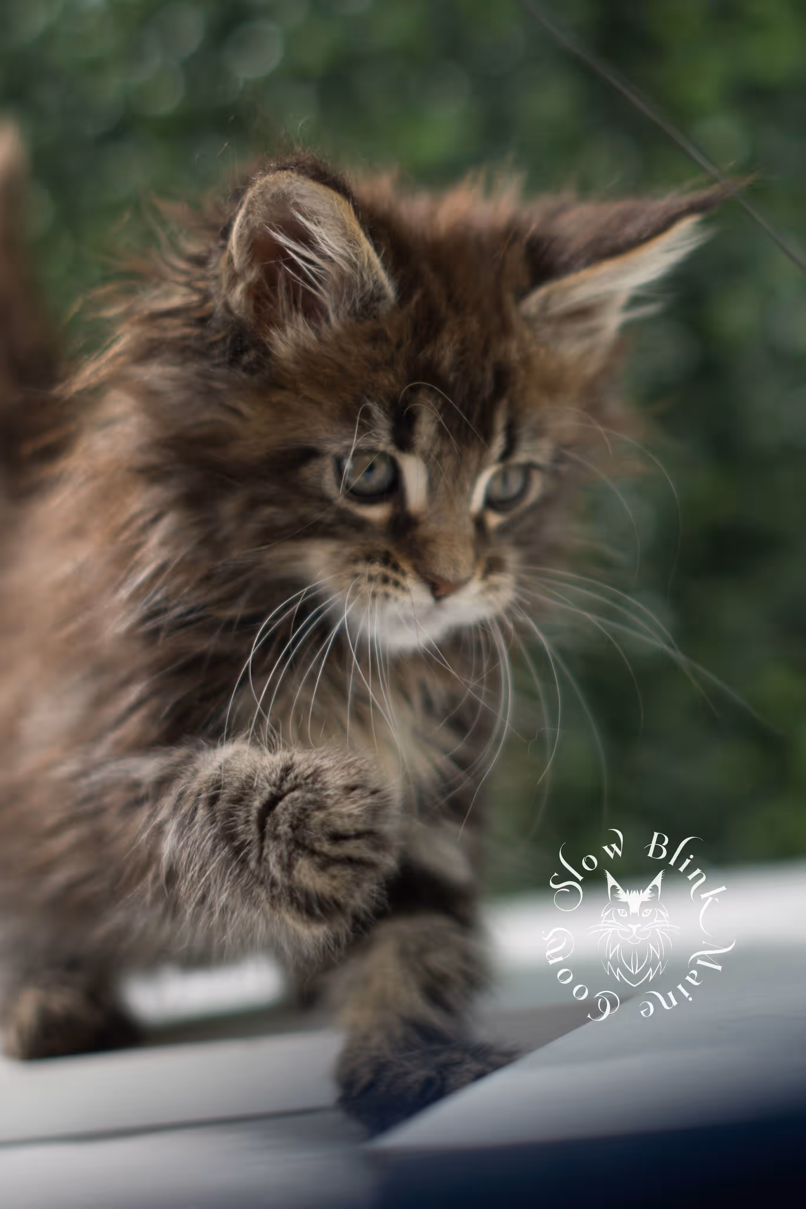 black tabby | maine coon kitten | ems code mcp ns 22 | taken jul 23 2025 | poly | age 5 weeks | male | named xiro Black Tabby Maine Coon Kittens > black tabby | maine coon kitten | ems code mcp ns 22 | taken jul 23 2025 | poly | age 5 weeks | male | named xiro | idx 12