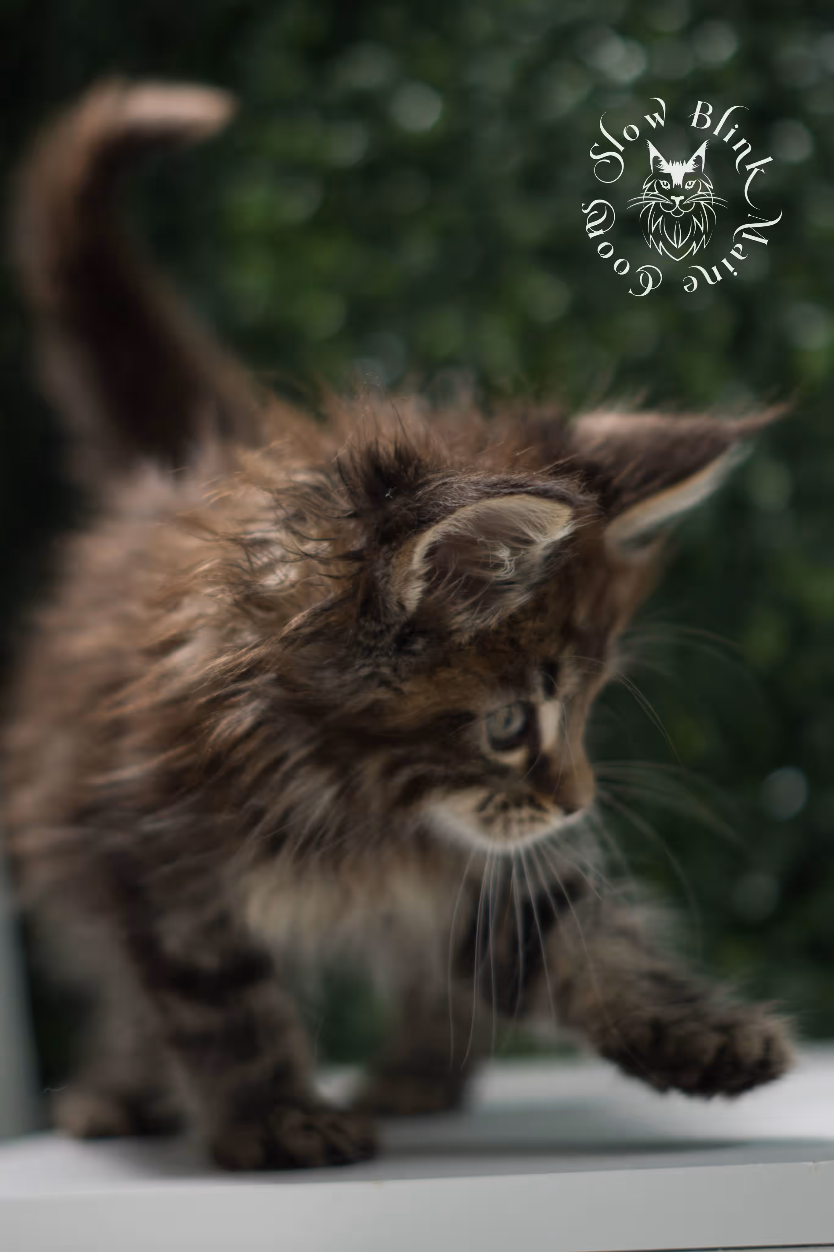 black tabby | maine coon kitten | ems code mcp ns 22 | taken jul 23 2025 | poly | age 5 weeks | male | named xiro Black Tabby Maine Coon Kittens > black tabby | maine coon kitten | ems code mcp ns 22 | taken jul 23 2025 | poly | age 5 weeks | male | named xiro | idx 13
