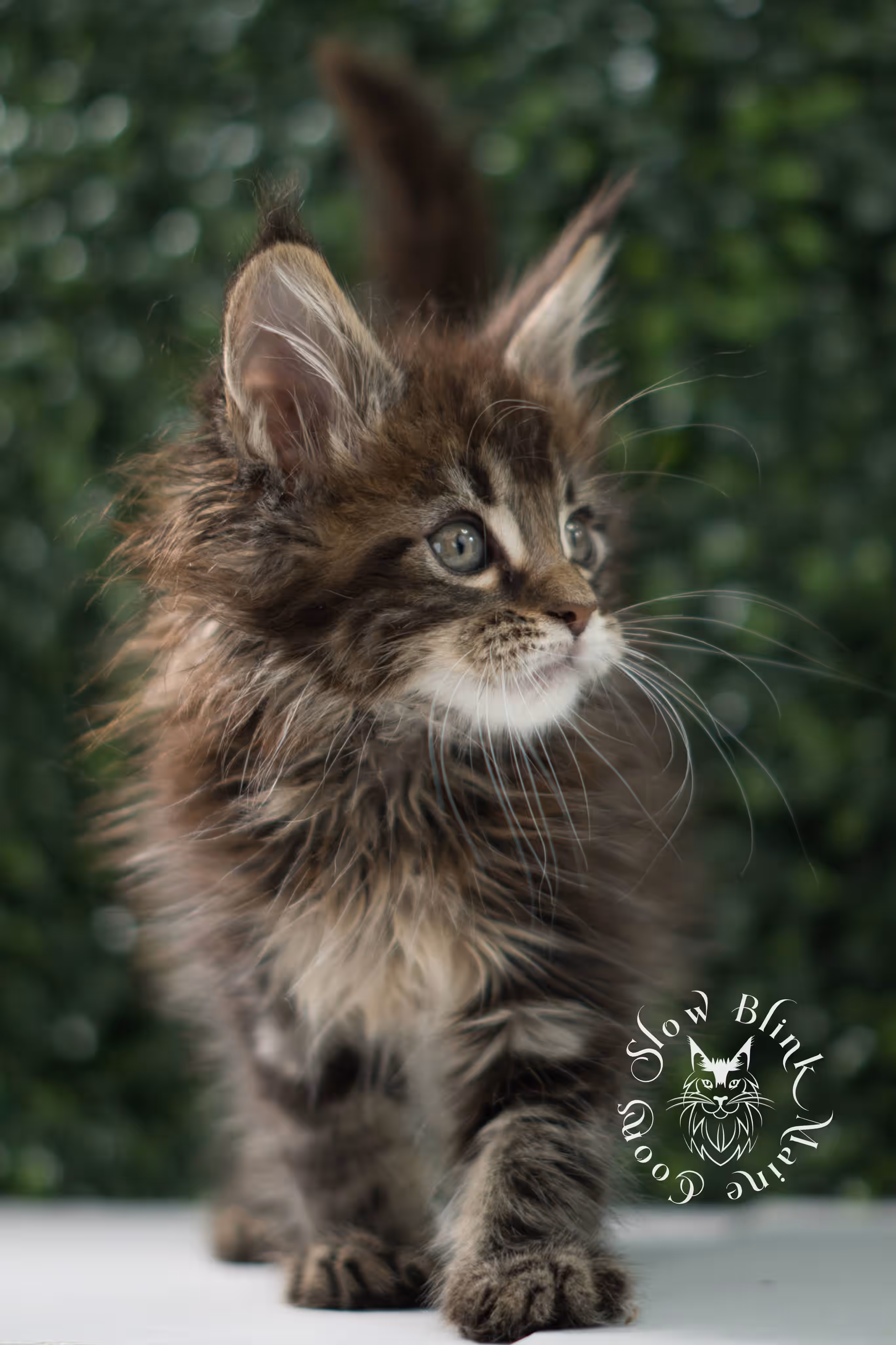 black tabby | maine coon kitten | ems code mcp ns 22 | taken jul 23 2025 | poly | age 5 weeks | male | named xiro Black Tabby Maine Coon Kittens > black tabby | maine coon kitten | ems code mcp ns 22 | taken jul 23 2025 | poly | age 5 weeks | male | named xiro | idx 14