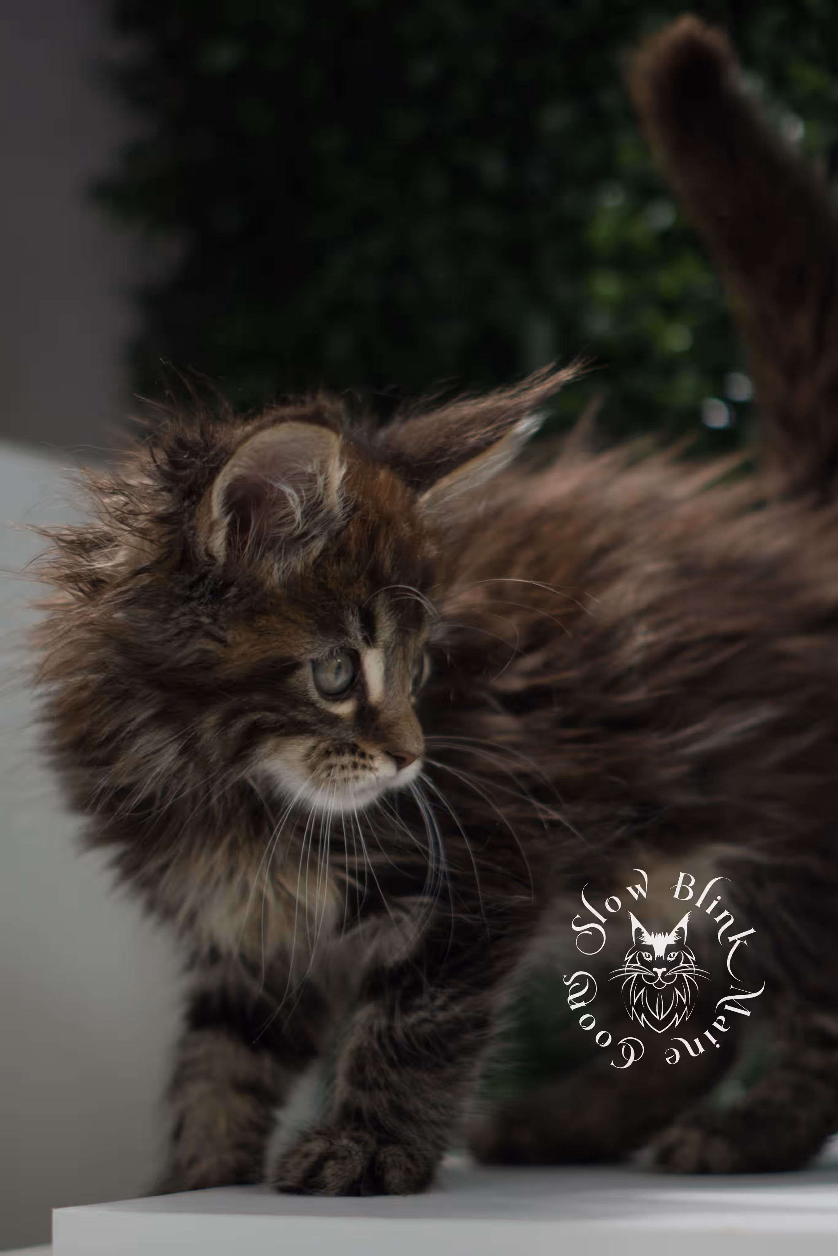 black tabby | maine coon kitten | ems code mcp ns 22 | taken jul 23 2025 | poly | age 5 weeks | male | named xiro Black Tabby Maine Coon Kittens > black tabby | maine coon kitten | ems code mcp ns 22 | taken jul 23 2025 | poly | age 5 weeks | male | named xiro | idx 15