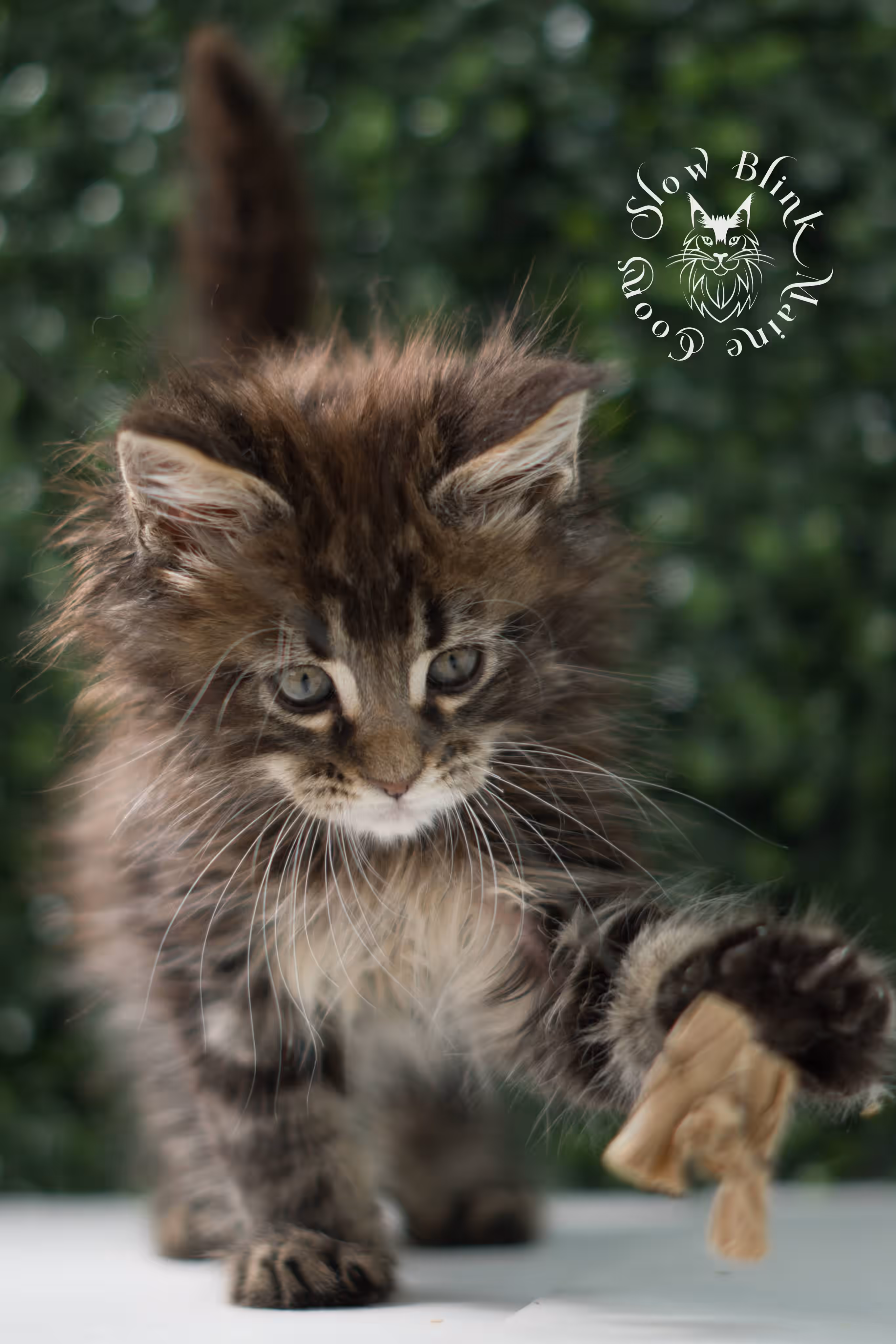 black tabby | maine coon kitten | ems code mcp ns 22 | taken jul 23 2025 | poly | age 5 weeks | male | named xiro Black Tabby Maine Coon Kittens > black tabby | maine coon kitten | ems code mcp ns 22 | taken jul 23 2025 | poly | age 5 weeks | male | named xiro | idx 16
