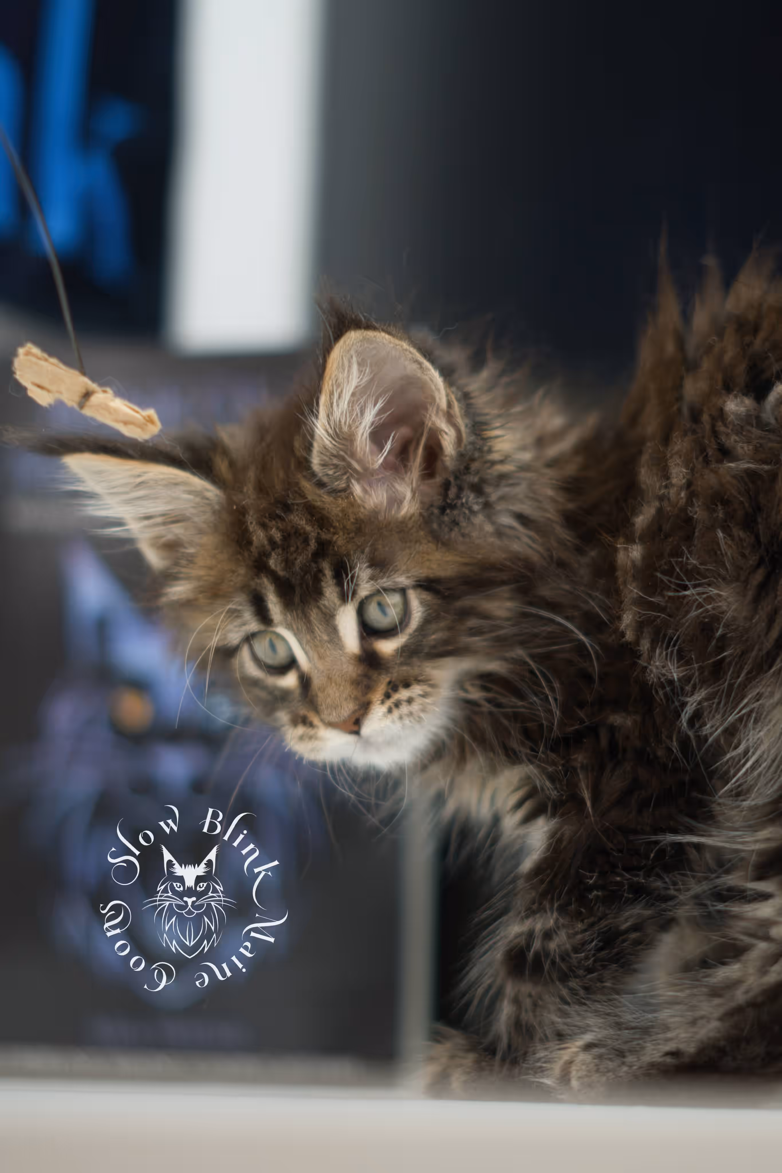 black tabby | maine coon kitten | ems code mcp ns 22 | taken jul 23 2025 | poly | age 5 weeks | male | named xiro Black Tabby Maine Coon Kittens > black tabby | maine coon kitten | ems code mcp ns 22 | taken jul 23 2025 | poly | age 5 weeks | male | named xiro | idx 17