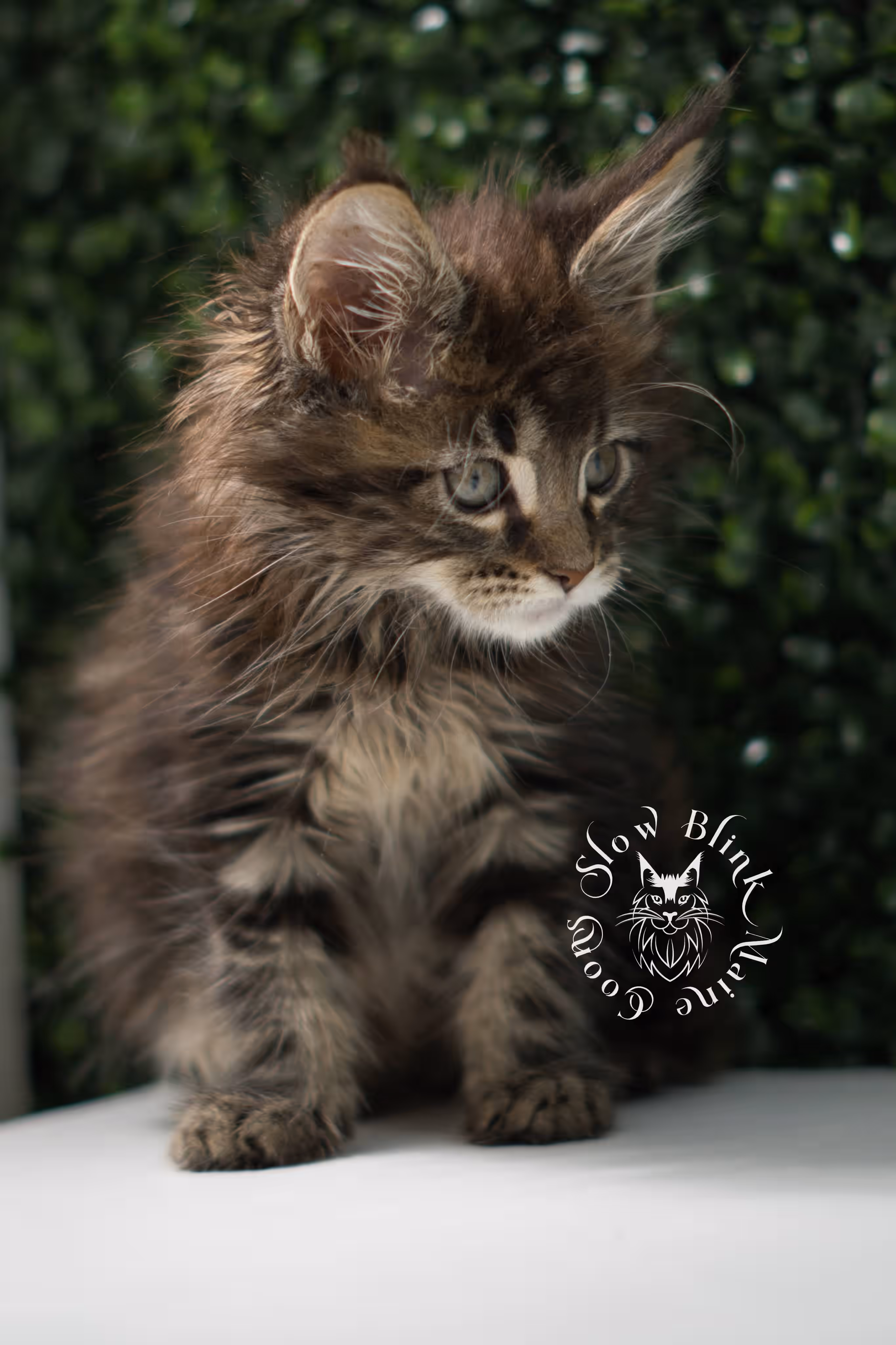 black tabby | maine coon kitten | ems code mcp ns 22 | taken jul 23 2025 | poly | age 5 weeks | male | named xiro Black Tabby Maine Coon Kittens > black tabby | maine coon kitten | ems code mcp ns 22 | taken jul 23 2025 | poly | age 5 weeks | male | named xiro | idx 18