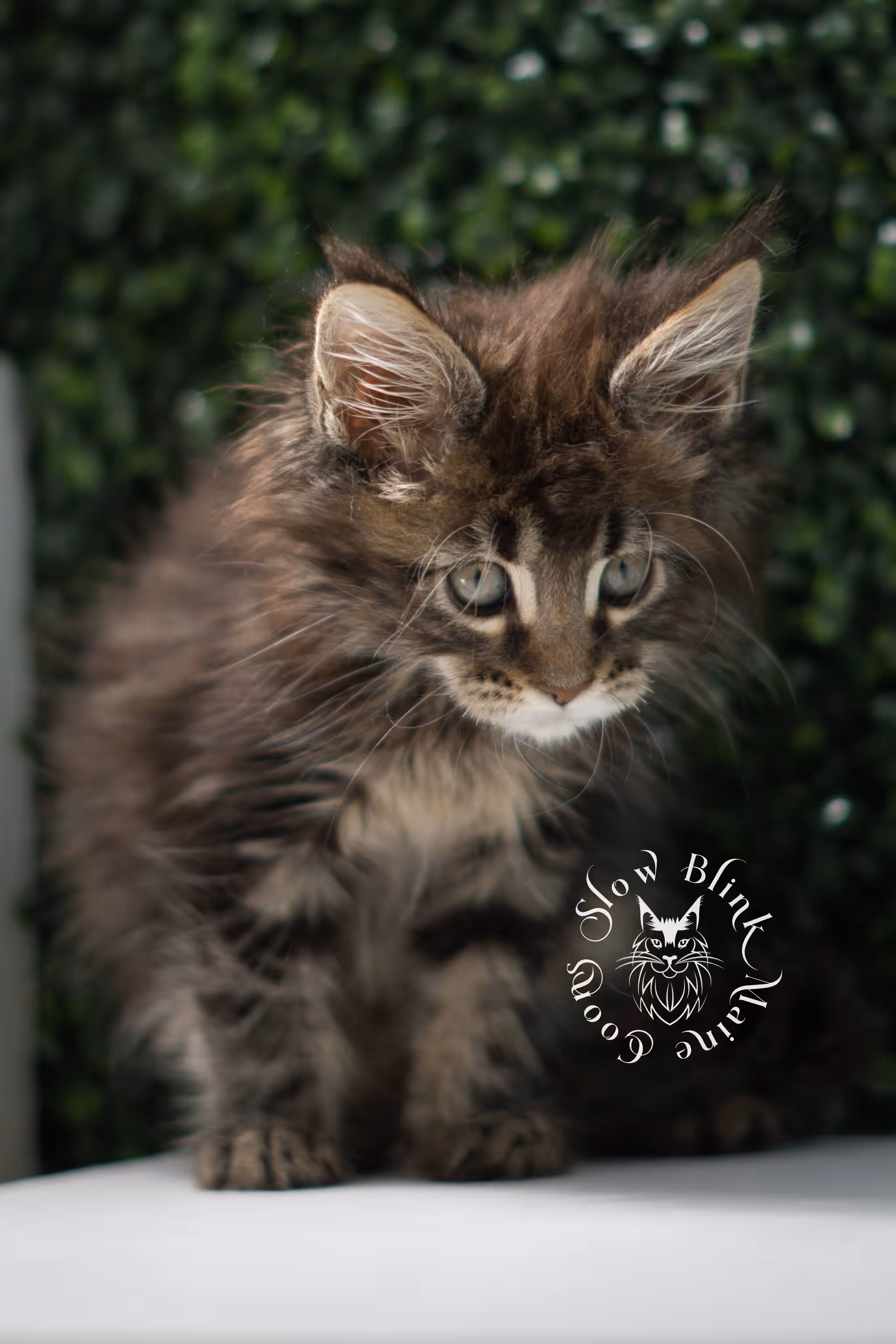 black tabby | maine coon kitten | ems code mcp ns 22 | taken jul 23 2025 | poly | age 5 weeks | male | named xiro Black Tabby Maine Coon Kittens > black tabby | maine coon kitten | ems code mcp ns 22 | taken jul 23 2025 | poly | age 5 weeks | male | named xiro | idx 19