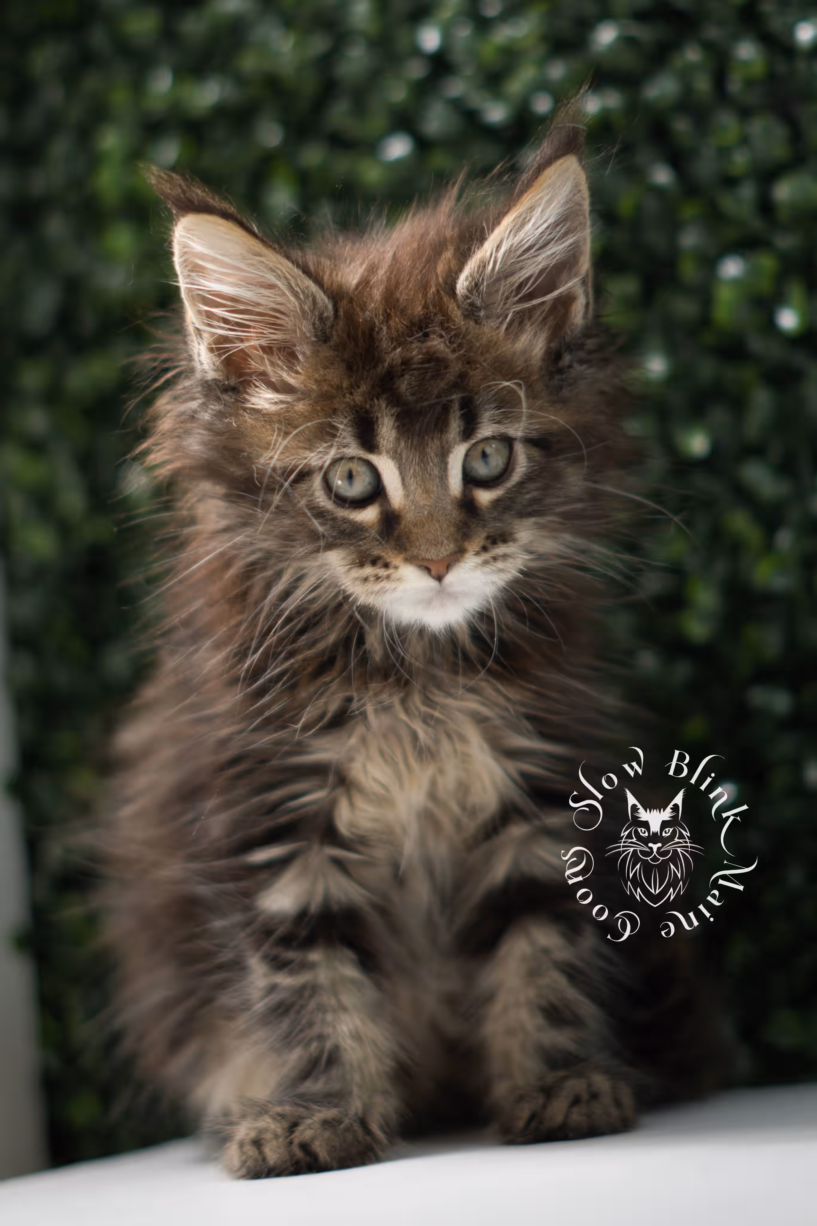 black tabby | maine coon kitten | ems code mcp ns 22 | taken jul 23 2025 | poly | age 5 weeks | male | named xiro Black Tabby Maine Coon Kittens > black tabby | maine coon kitten | ems code mcp ns 22 | taken jul 23 2025 | poly | age 5 weeks | male | named xiro | idx 21