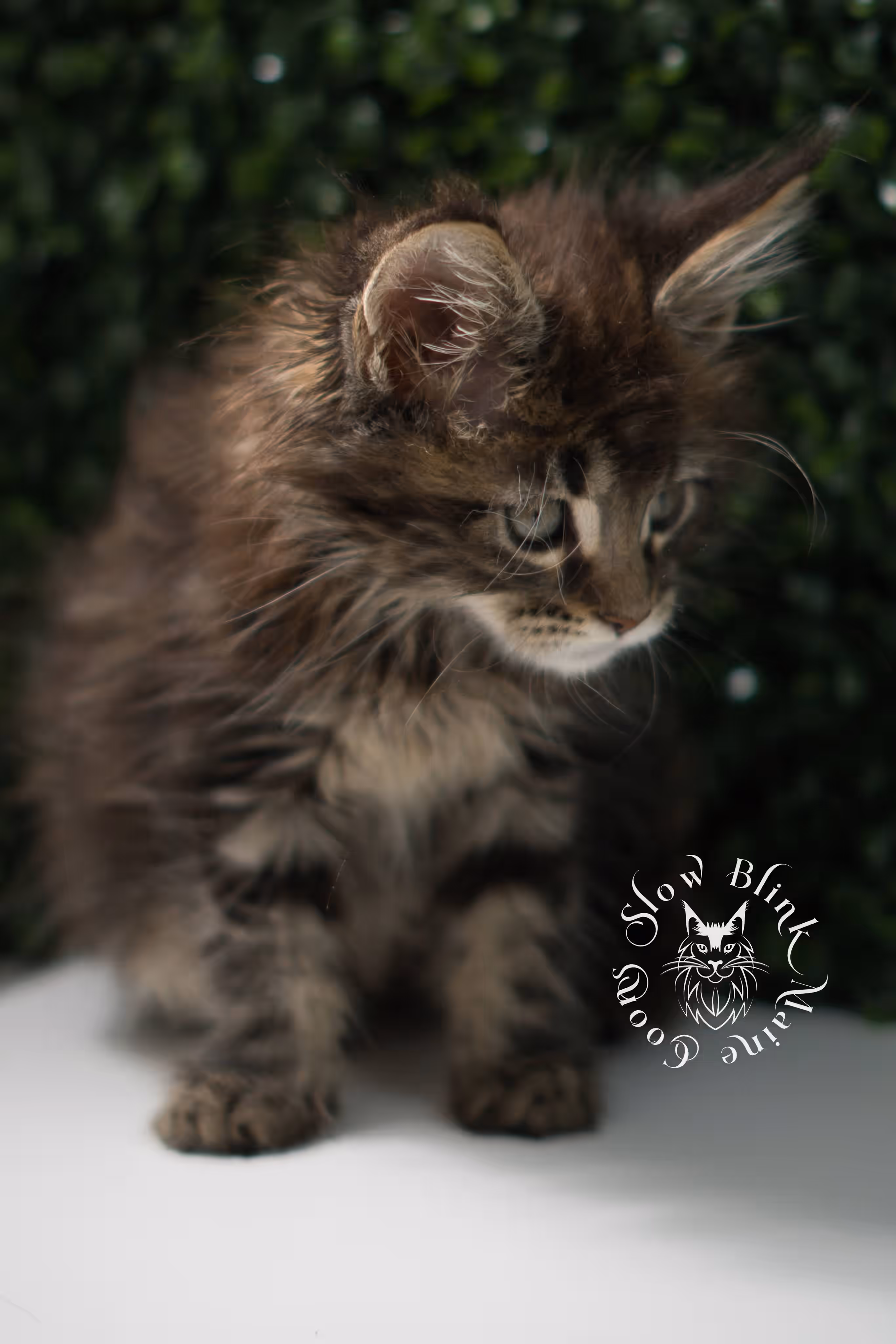 black tabby | maine coon kitten | ems code mcp ns 22 | taken jul 23 2025 | poly | age 5 weeks | male | named xiro Black Tabby Maine Coon Kittens > black tabby | maine coon kitten | ems code mcp ns 22 | taken jul 23 2025 | poly | age 5 weeks | male | named xiro | idx 22