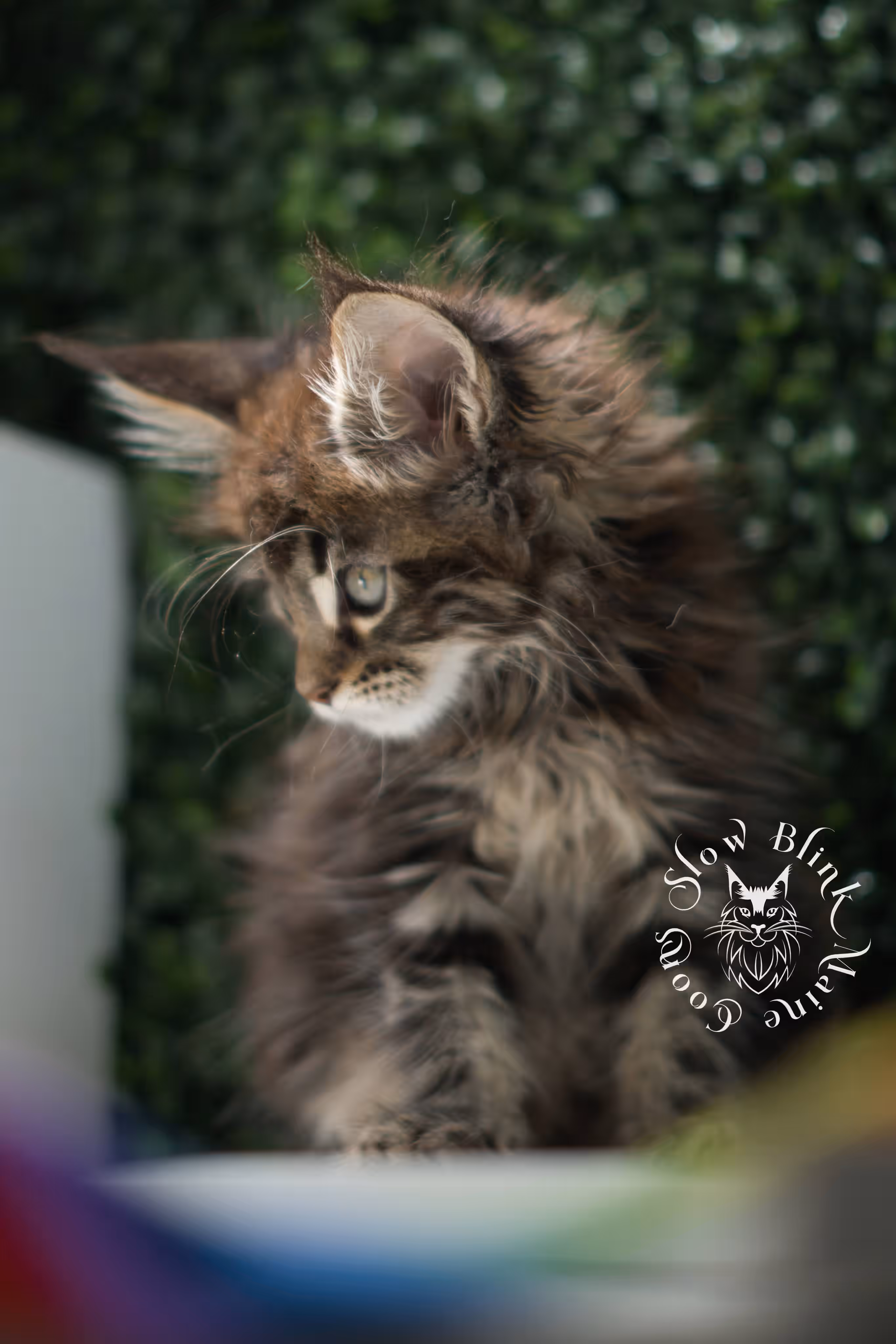 black tabby | maine coon kitten | ems code mcp ns 22 | taken jul 23 2025 | poly | age 5 weeks | male | named xiro Black Tabby Maine Coon Kittens > black tabby | maine coon kitten | ems code mcp ns 22 | taken jul 23 2025 | poly | age 5 weeks | male | named xiro | idx 23