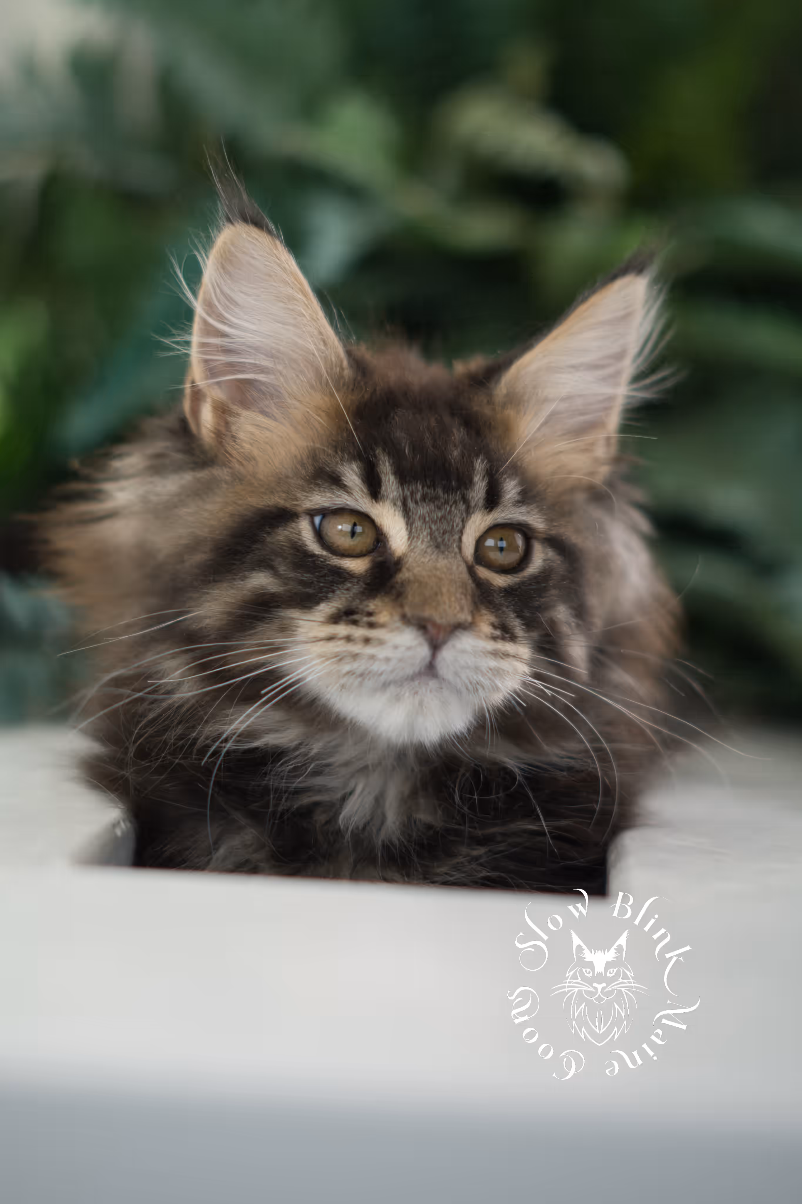 black tabby | maine coon kitten | taken feb 2025 | ems code mco ns 22 | male | age 8 weeks Black Tabby Maine Coon Kittens > black tabby | maine coon kitten | taken feb 2025 | ems code mco ns 22 | male | age 8 weeks | idx 01