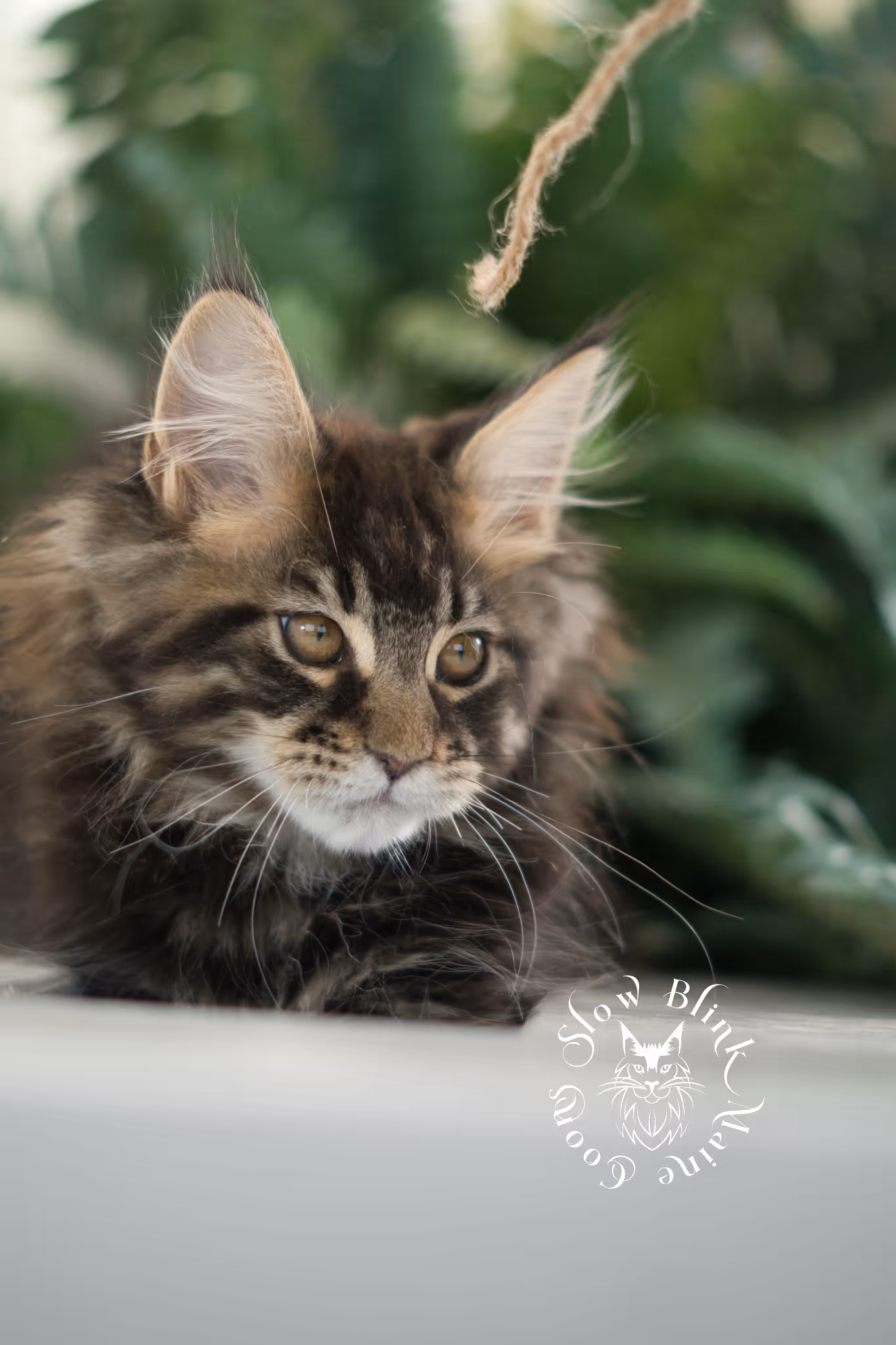 black tabby | maine coon kitten | taken feb 2025 | ems code mco ns 22 | male | age 8 weeks Black Tabby Maine Coon Kittens > black tabby | maine coon kitten | taken feb 2025 | ems code mco ns 22 | male | age 8 weeks | idx 02