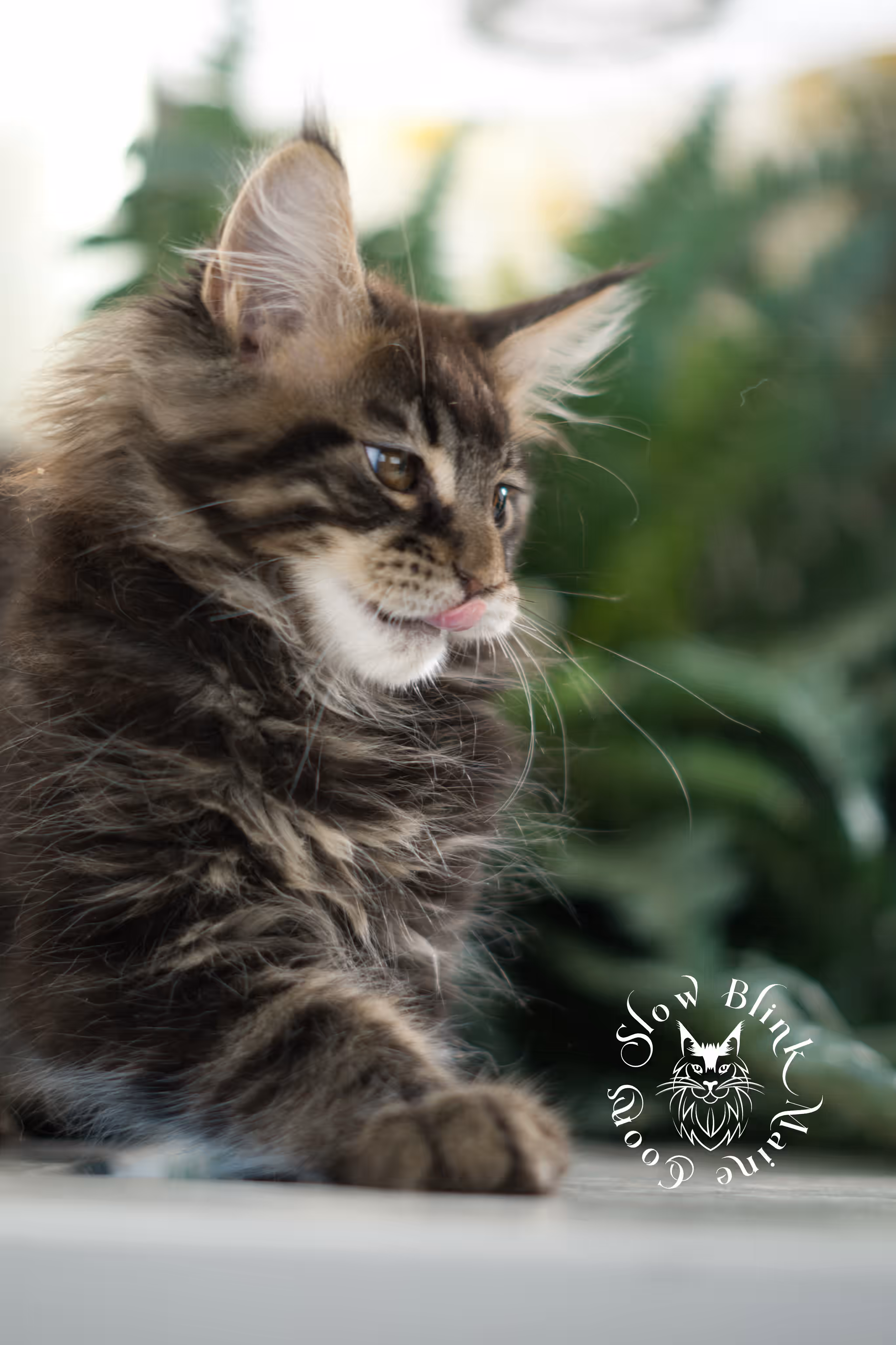 black tabby | maine coon kitten | taken feb 2025 | ems code mco ns 22 | male | age 8 weeks Black Tabby Maine Coon Kittens > black tabby | maine coon kitten | taken feb 2025 | ems code mco ns 22 | male | age 8 weeks | idx 03