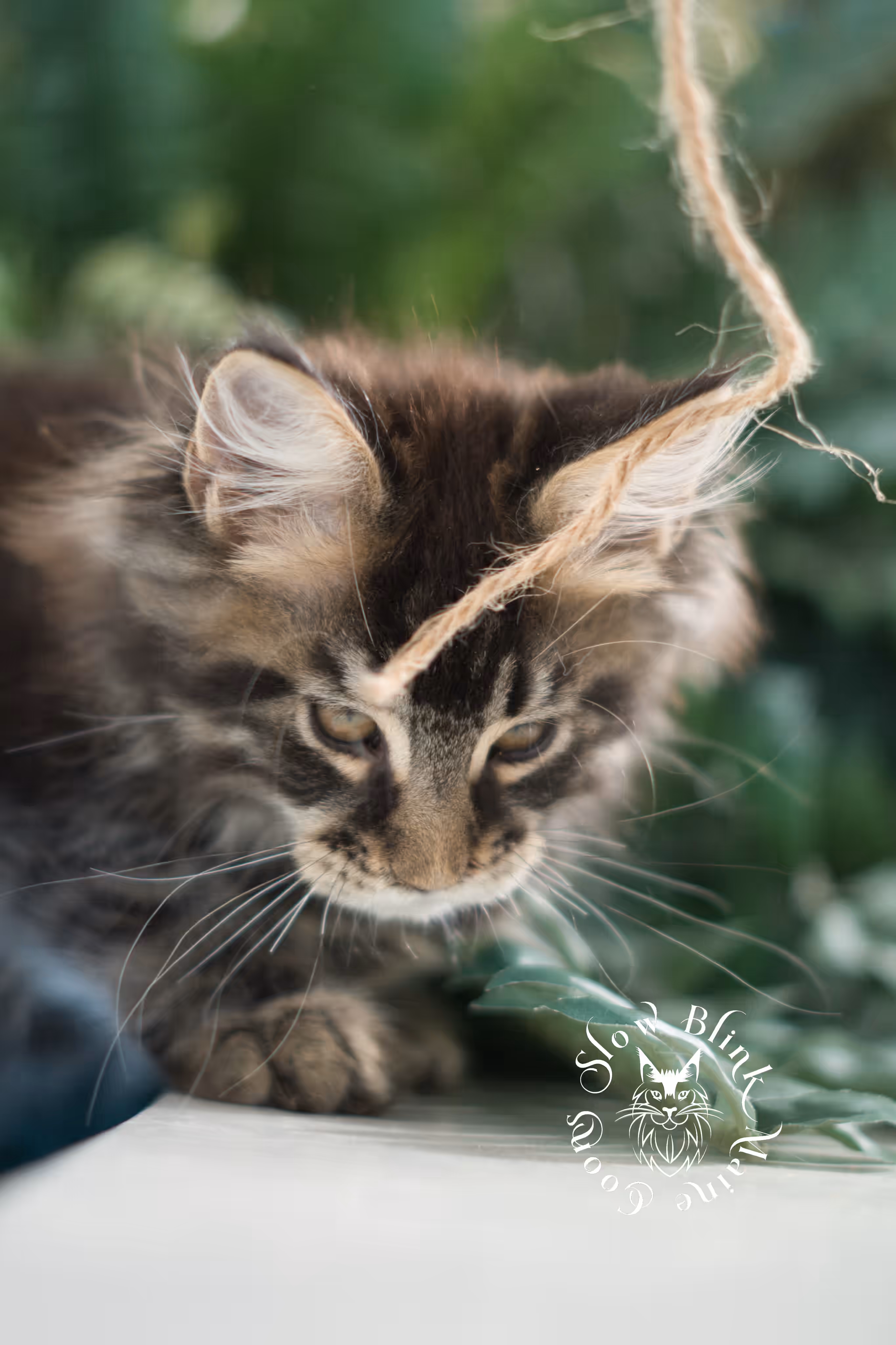 black tabby | maine coon kitten | taken feb 2025 | ems code mco ns 22 | male | age 8 weeks Black Tabby Maine Coon Kittens > black tabby | maine coon kitten | taken feb 2025 | ems code mco ns 22 | male | age 8 weeks | idx 04