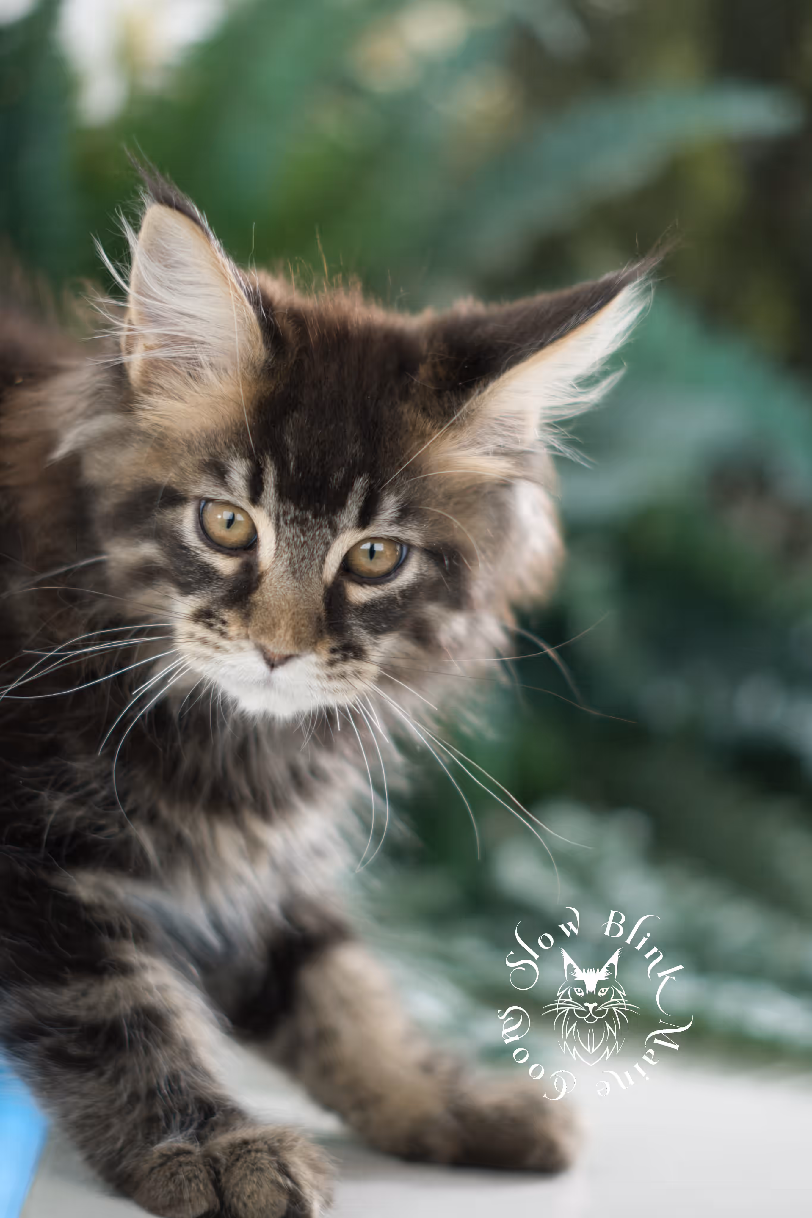 black tabby | maine coon kitten | taken feb 2025 | ems code mco ns 22 | male | age 8 weeks Black Tabby Maine Coon Kittens > black tabby | maine coon kitten | taken feb 2025 | ems code mco ns 22 | male | age 8 weeks | idx 05