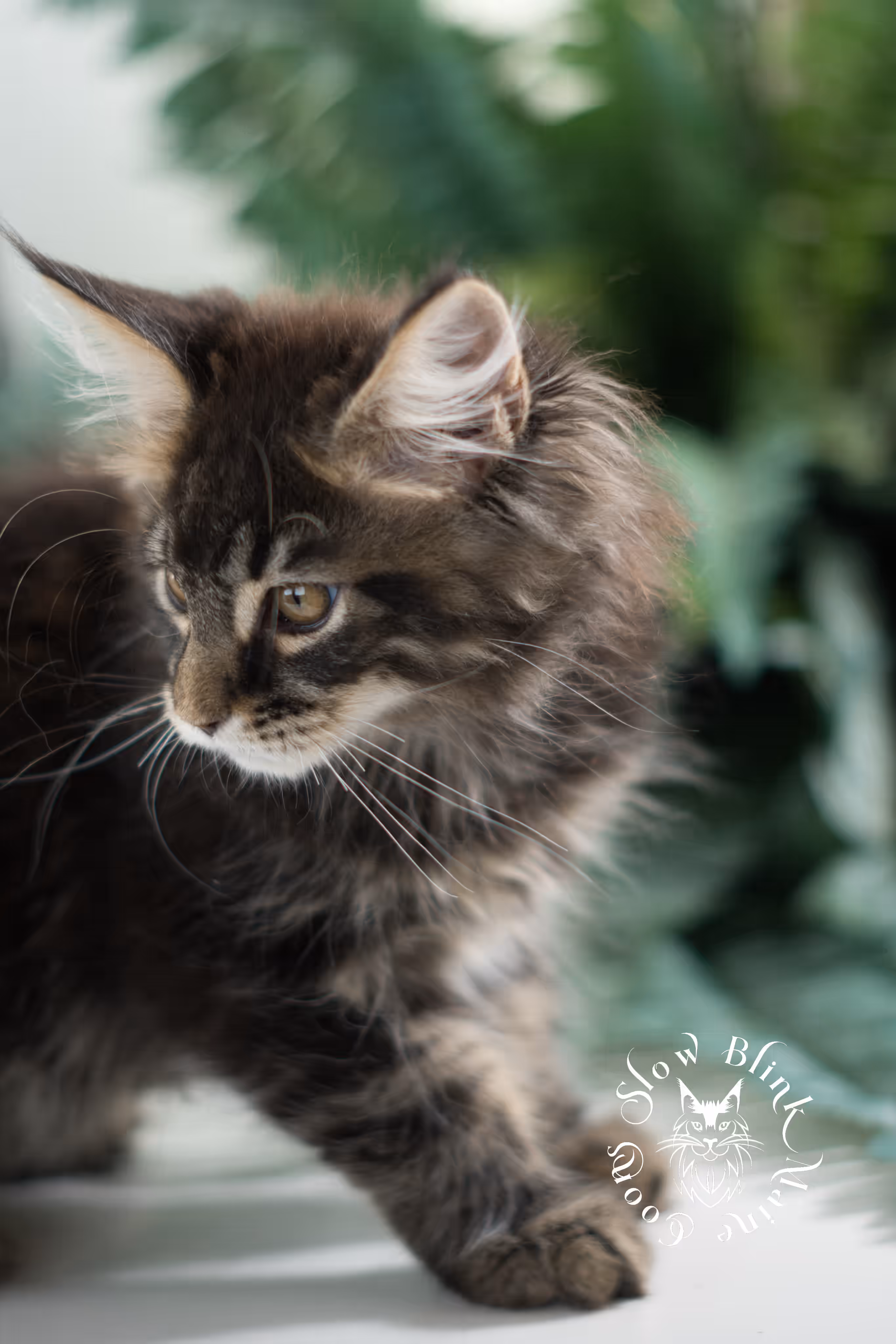 black tabby | maine coon kitten | taken feb 2025 | ems code mco ns 22 | male | age 8 weeks Black Tabby Maine Coon Kittens > black tabby | maine coon kitten | taken feb 2025 | ems code mco ns 22 | male | age 8 weeks | idx 06