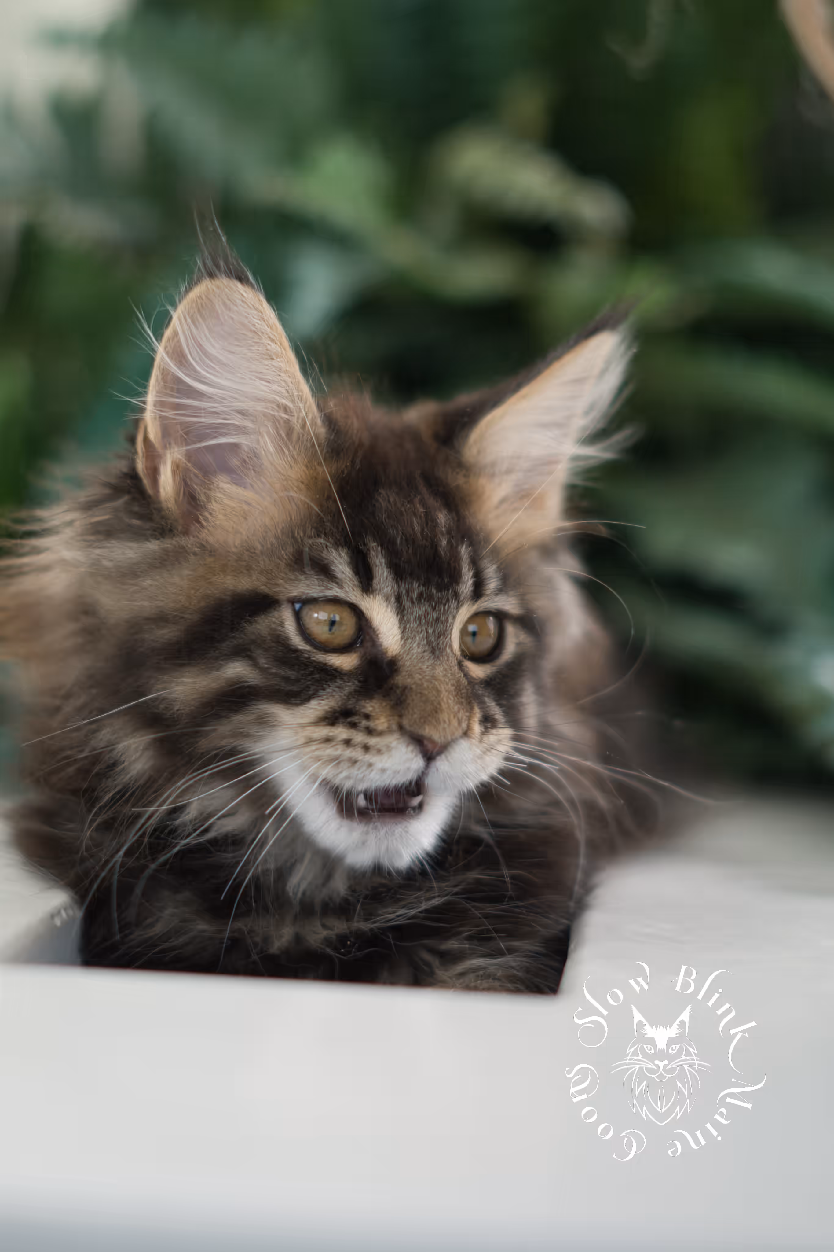 Black Tabby Maine Coon Kittens > black tabby | maine coon kitten | taken feb 2025 | ems code mco ns 22 | male | age 8 weeks | idx 07