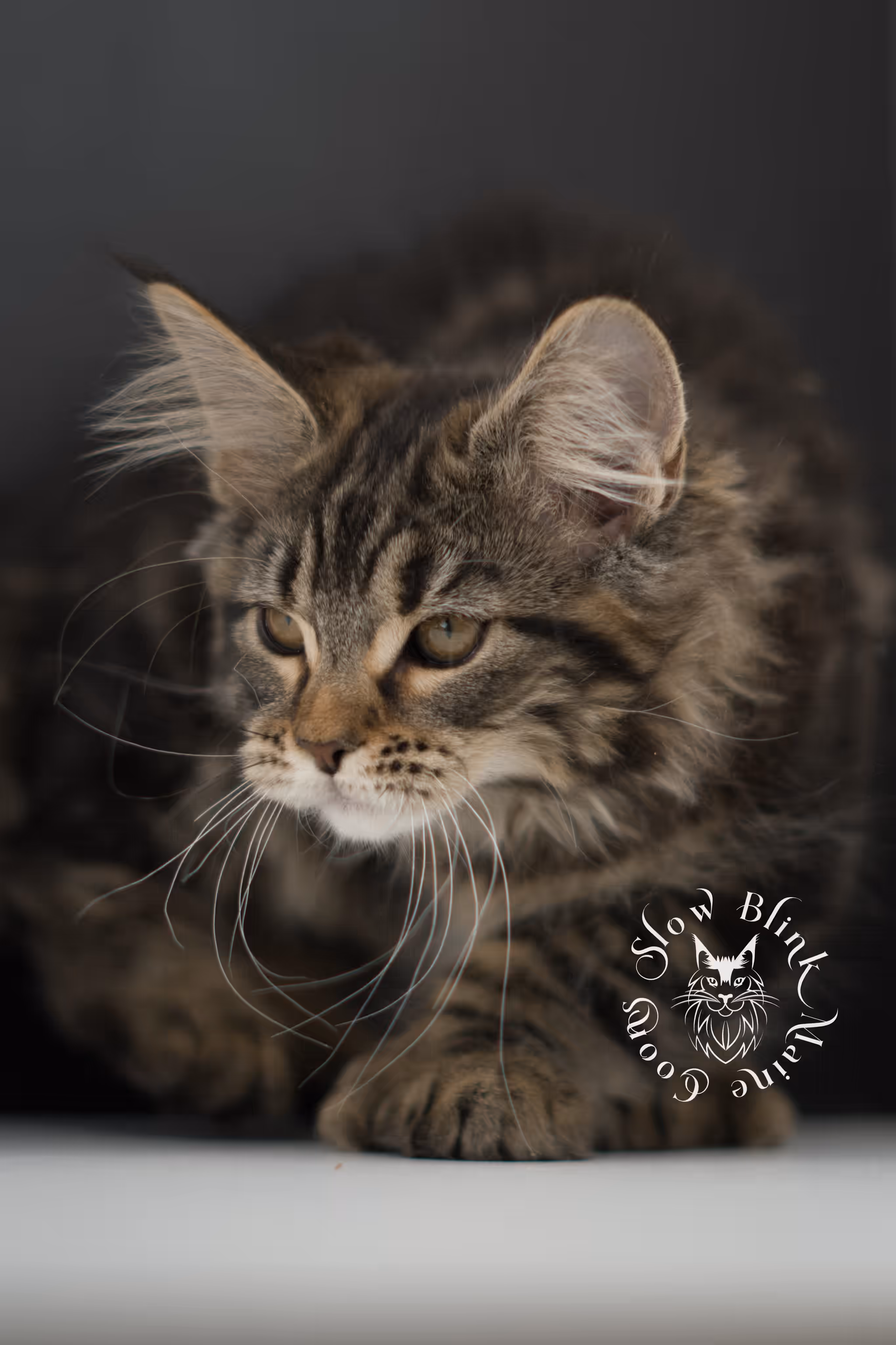 black tabby | maine coon kitten | taken may 2025 | ems code mco n 22 | male | age 7 weeks Black Tabby Maine Coon Kittens > black tabby | maine coon kitten | taken may 2025 | ems code mco n 22 | male | age 7 weeks | idx 01