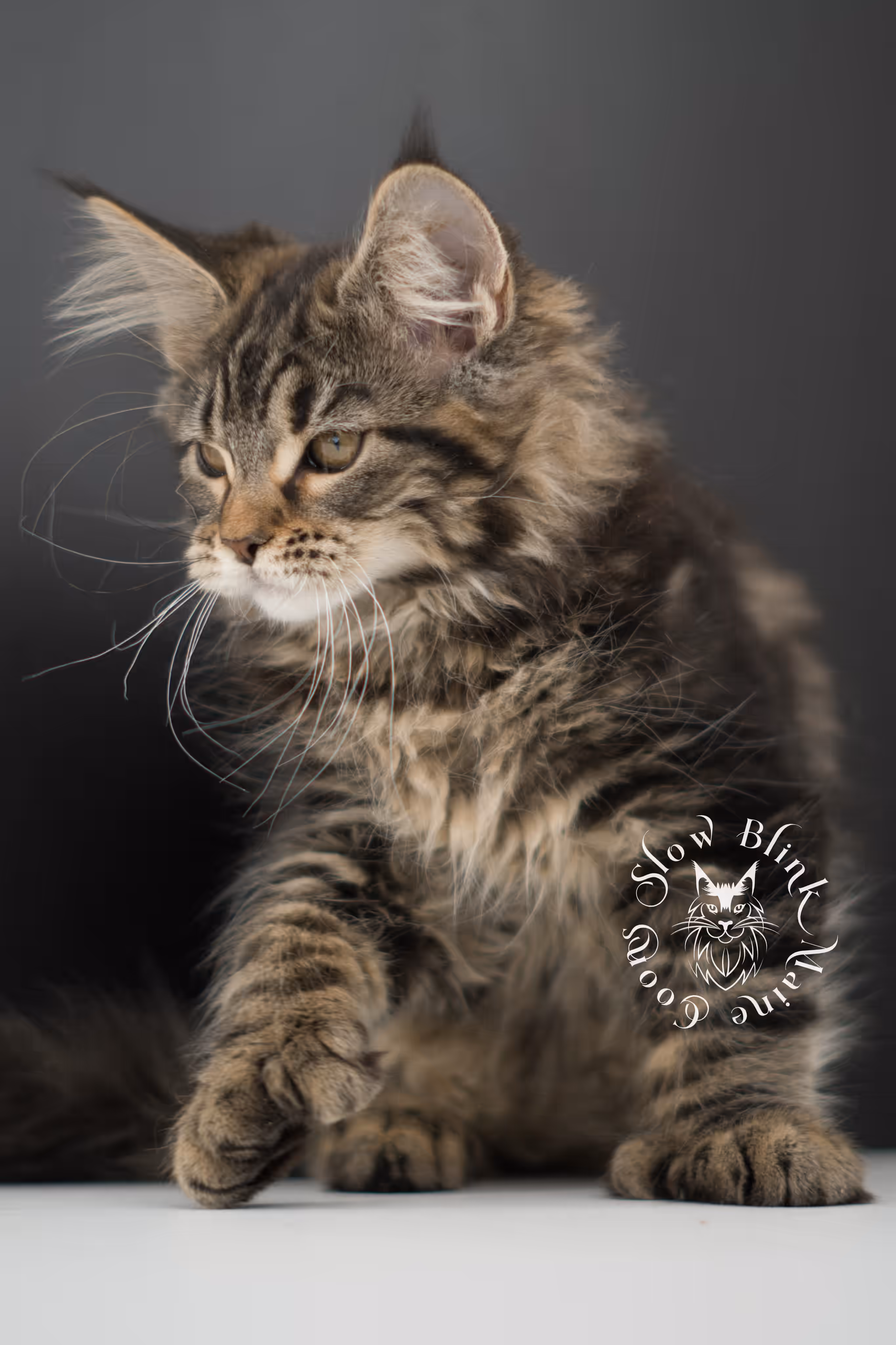 black tabby | maine coon kitten | taken may 2025 | ems code mco n 22 | male | age 7 weeks Black Tabby Maine Coon Kittens > black tabby | maine coon kitten | taken may 2025 | ems code mco n 22 | male | age 7 weeks | idx 02
