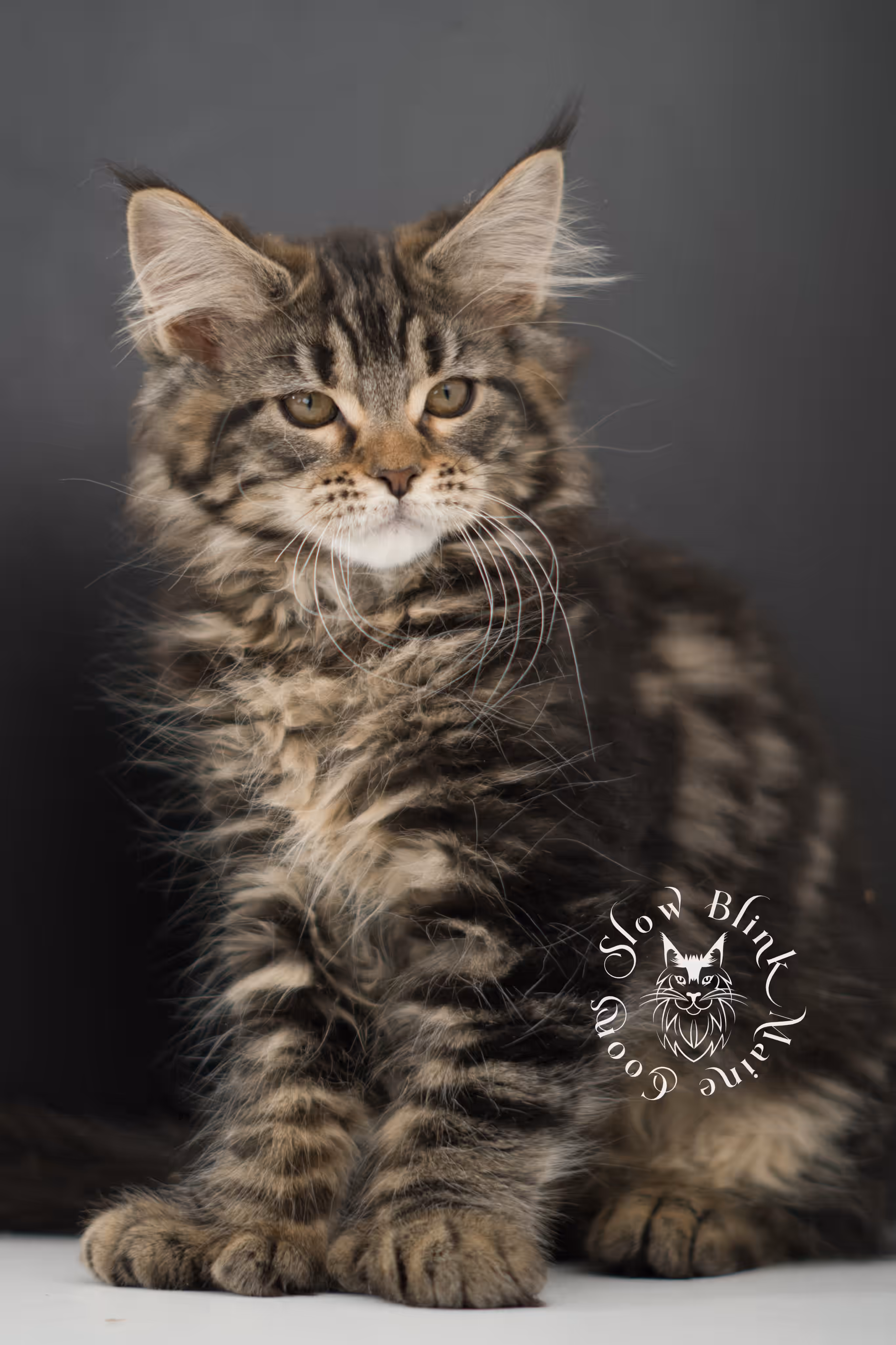 black tabby | maine coon kitten | taken may 2025 | ems code mco n 22 | male | age 7 weeks Black Tabby Maine Coon Kittens > black tabby | maine coon kitten | taken may 2025 | ems code mco n 22 | male | age 7 weeks | idx 03