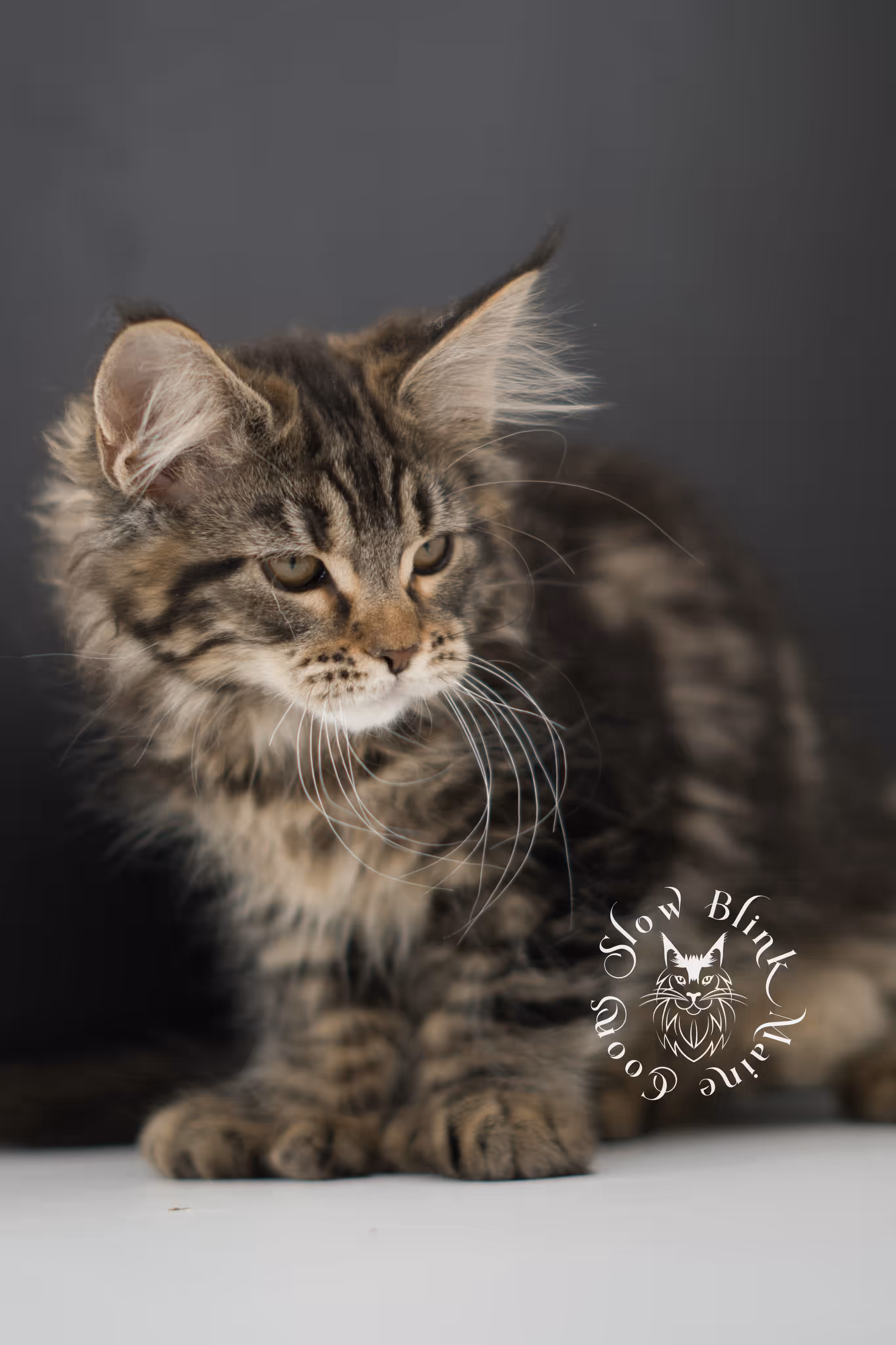 black tabby | maine coon kitten | taken may 2025 | ems code mco n 22 | male | age 7 weeks Black Tabby Maine Coon Kittens > black tabby | maine coon kitten | taken may 2025 | ems code mco n 22 | male | age 7 weeks | idx 04
