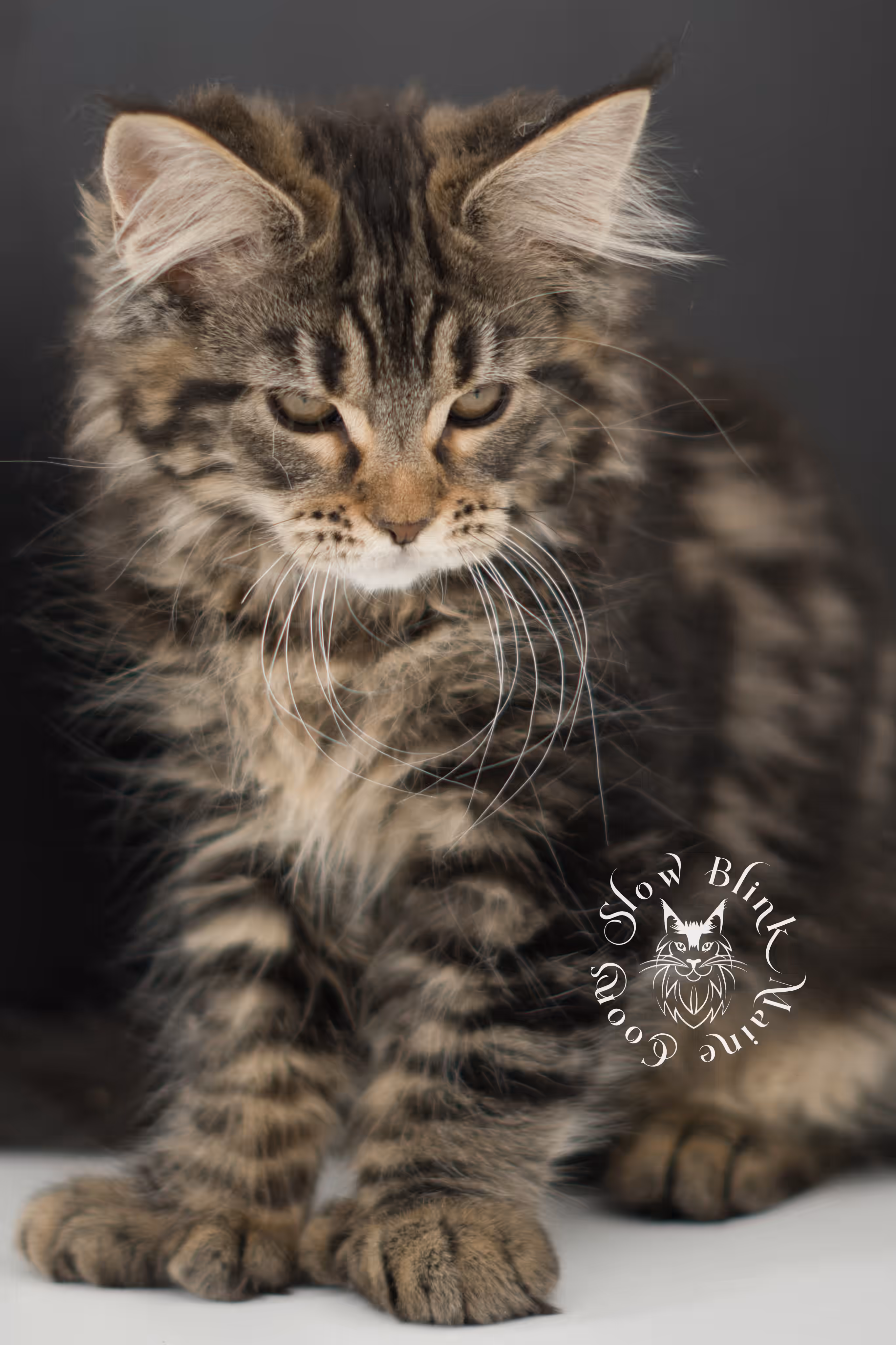 black tabby | maine coon kitten | taken may 2025 | ems code mco n 22 | male | age 7 weeks Black Tabby Maine Coon Kittens > black tabby | maine coon kitten | taken may 2025 | ems code mco n 22 | male | age 7 weeks | idx 06